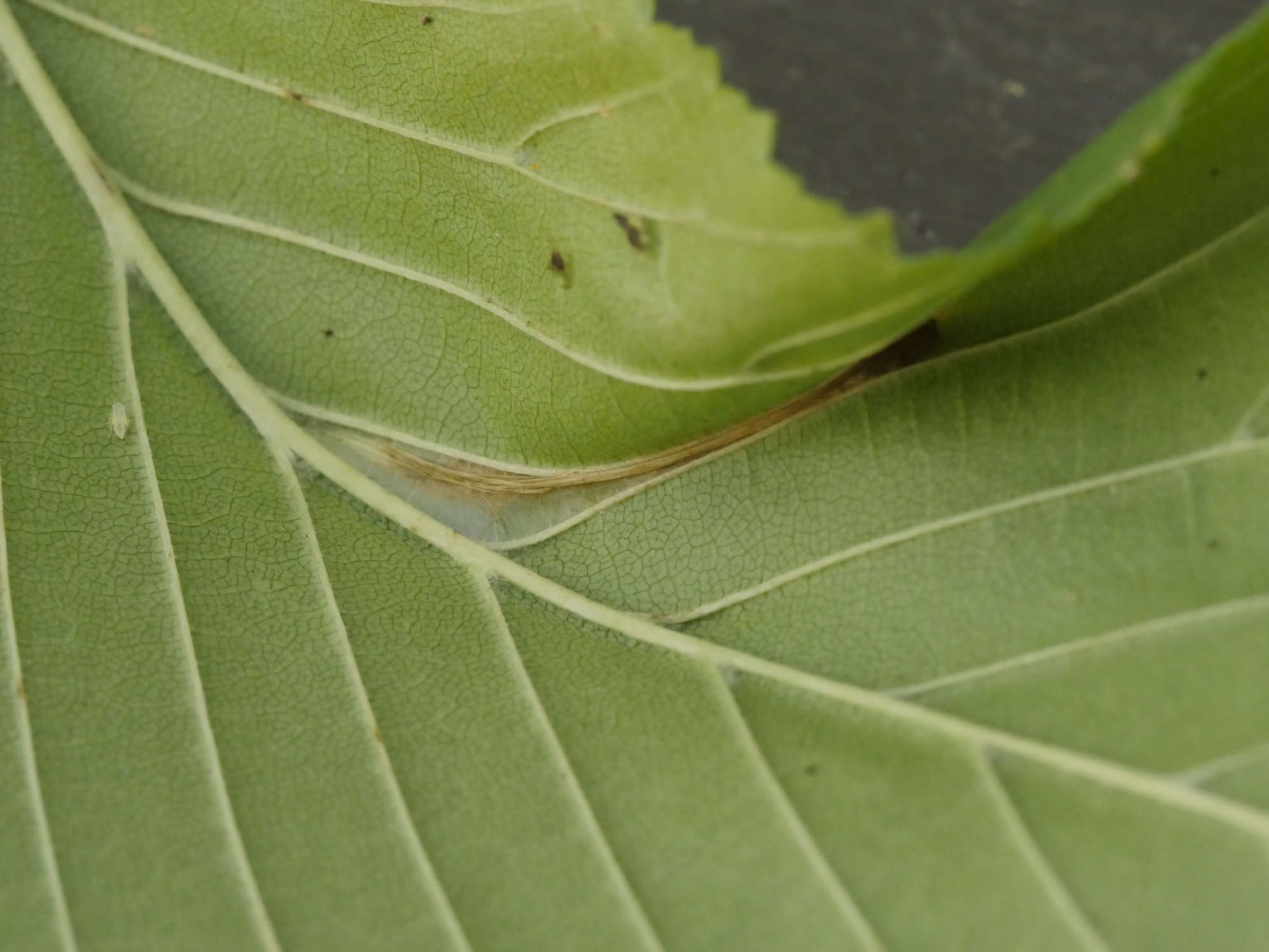 Small Elm Midget (Phyllonorycter schreberella) photographed in Somerset by Jenny Vickers