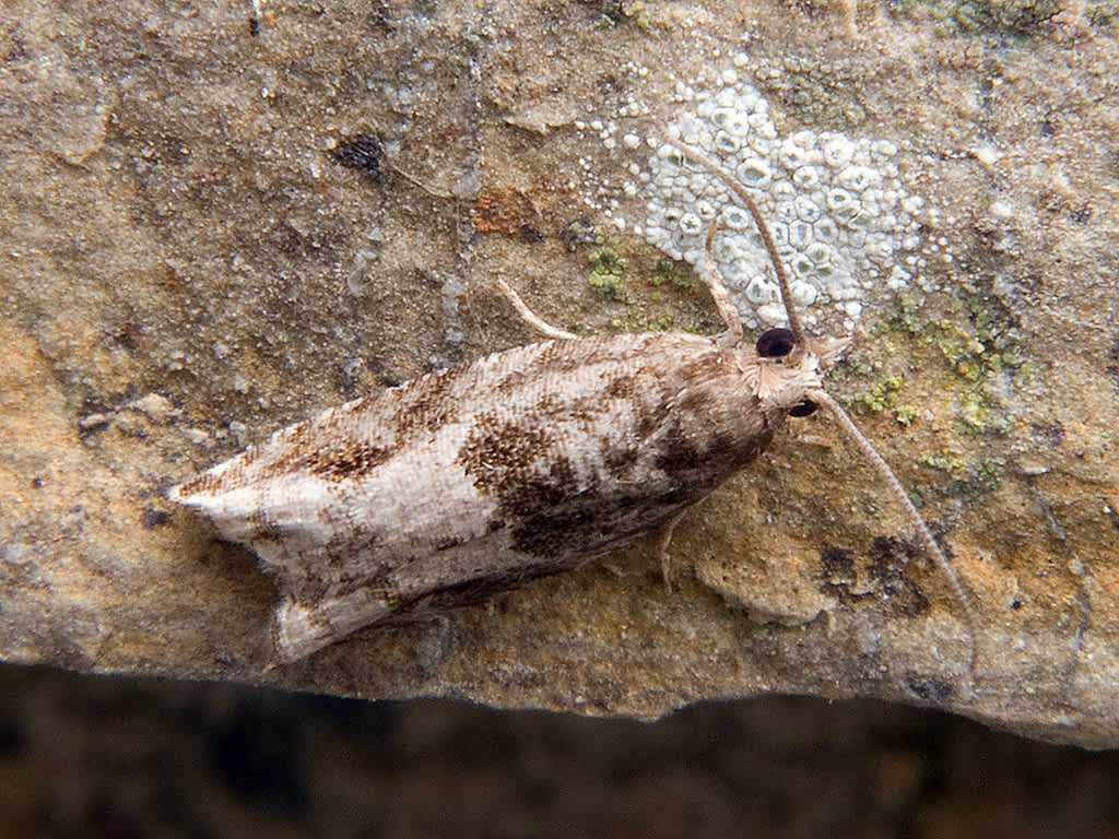 Holly Tortrix (Rhopobota naevana) photographed in Somerset by John Bebbington