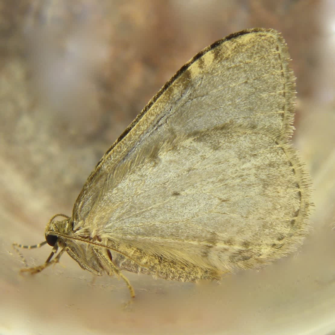 November Moth (Epirrita dilutata) photographed in Somerset by Sue Davies