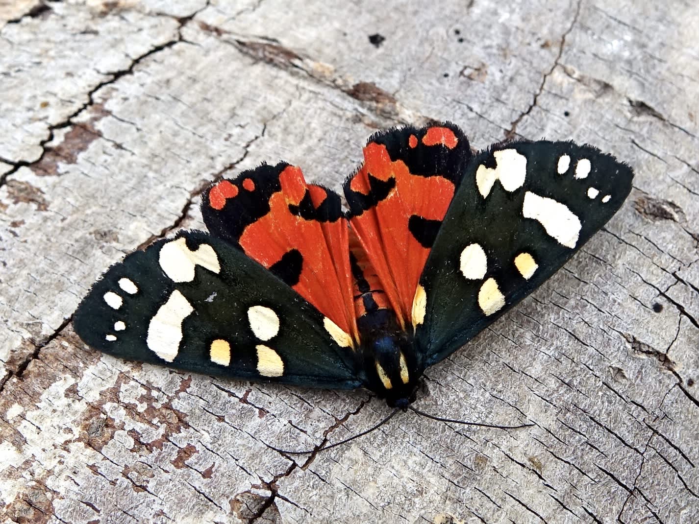 Scarlet Tiger (Callimorpha dominula) photographed in Somerset by Sue Davies