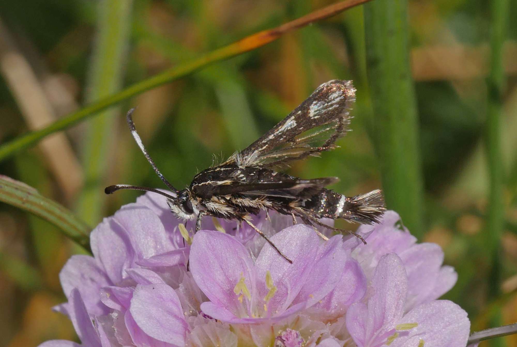 Thrift Clearwing (Pyropteron muscaeformis) photographed in Somerset by Jenny Vickers