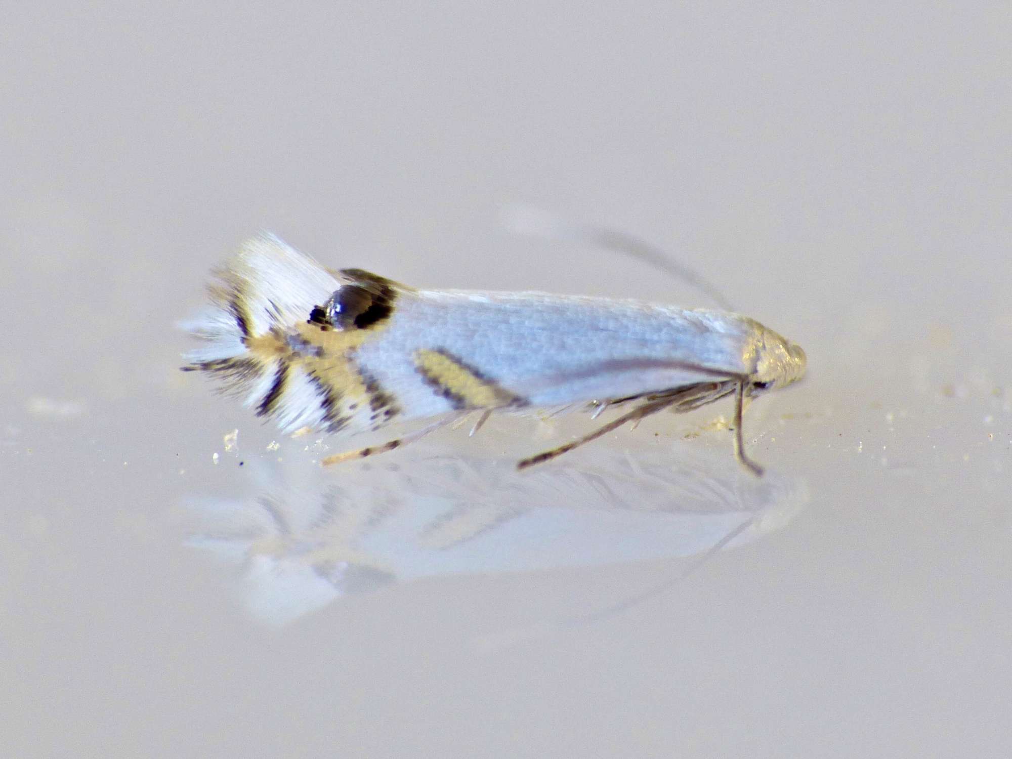 Laburnum Leaf-miner (Leucoptera laburnella) photographed in Somerset by Paul Wilkins