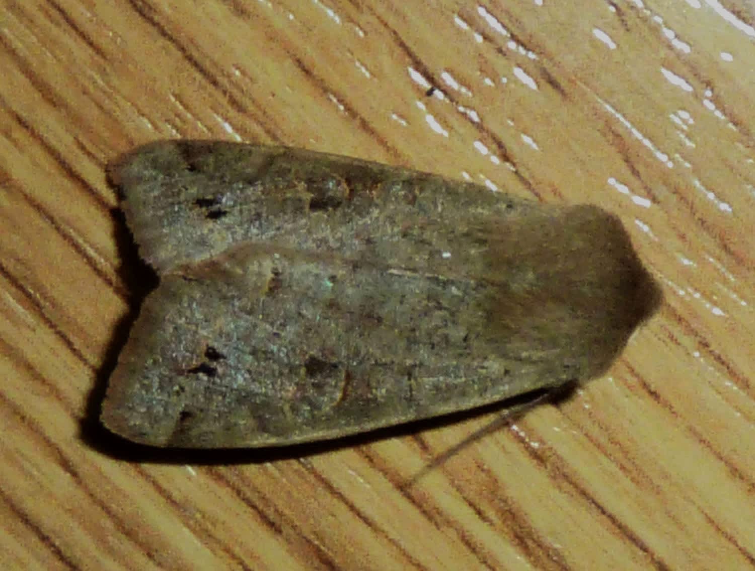 Twin-spotted Quaker (Anorthoa munda) photographed in Somerset by John Connolly