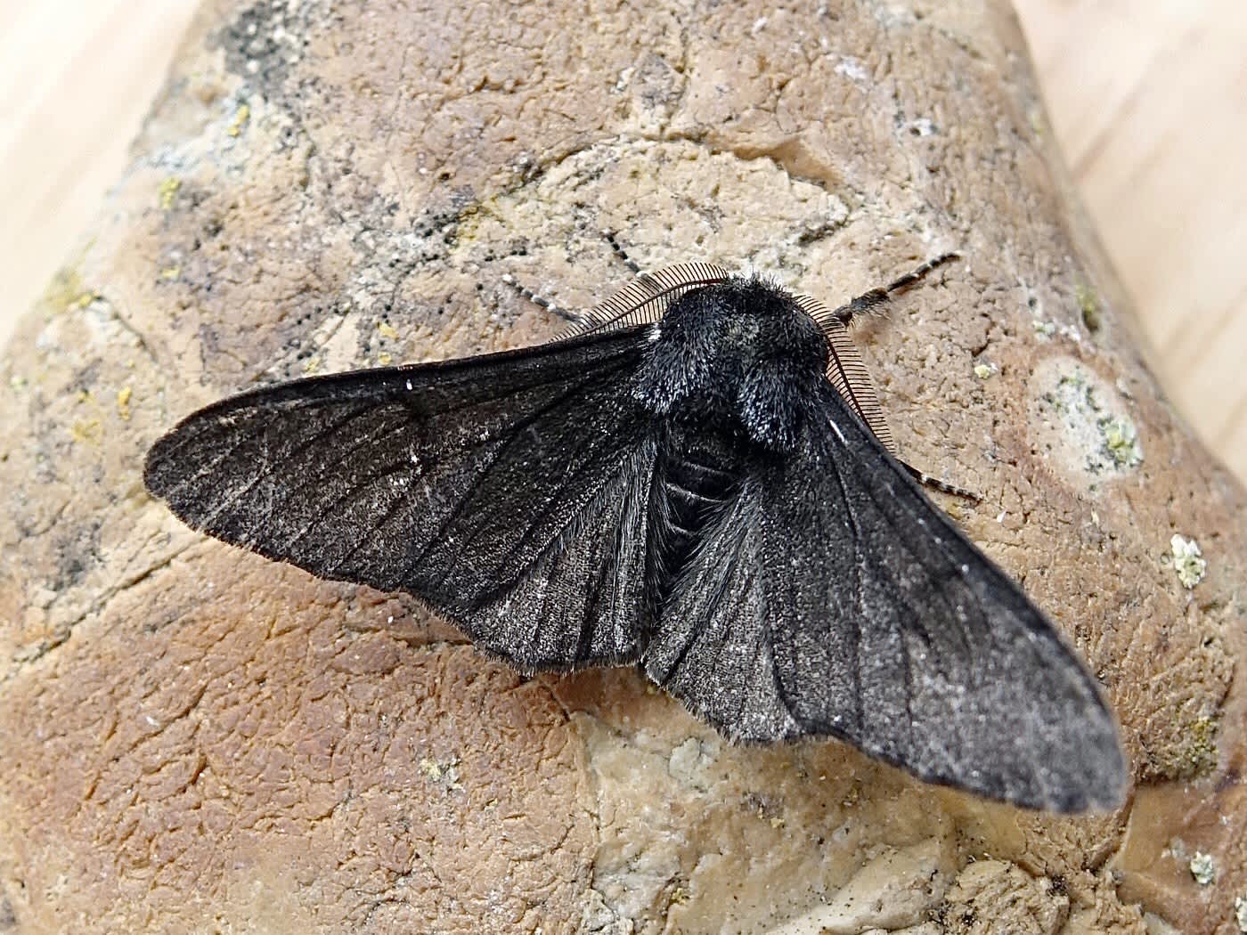 Peppered Moth (Biston betularia) photographed in Somerset by Sue Davies