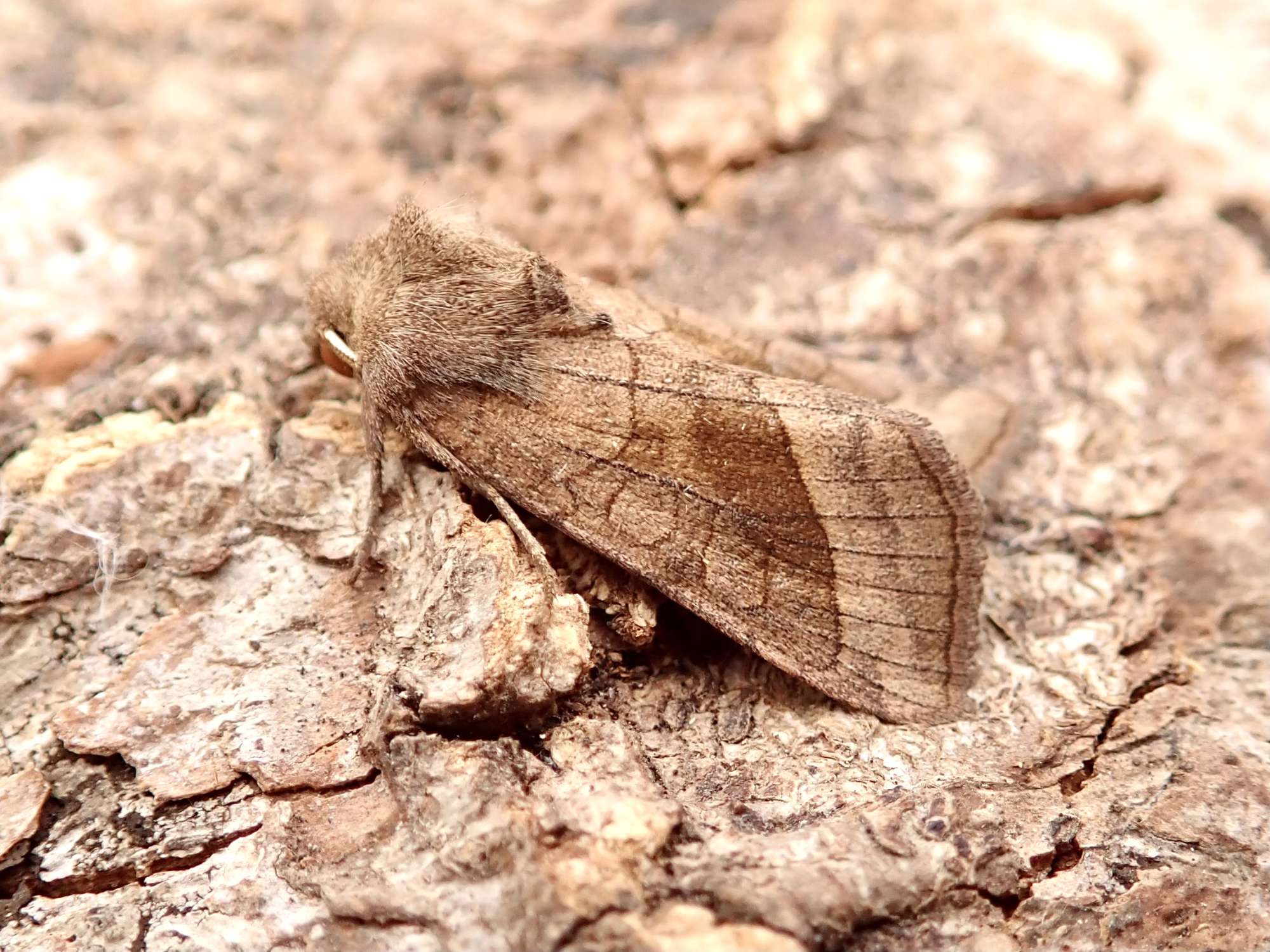 Rosy Rustic (Hydraecia micacea) photographed in Somerset by Sue Davies