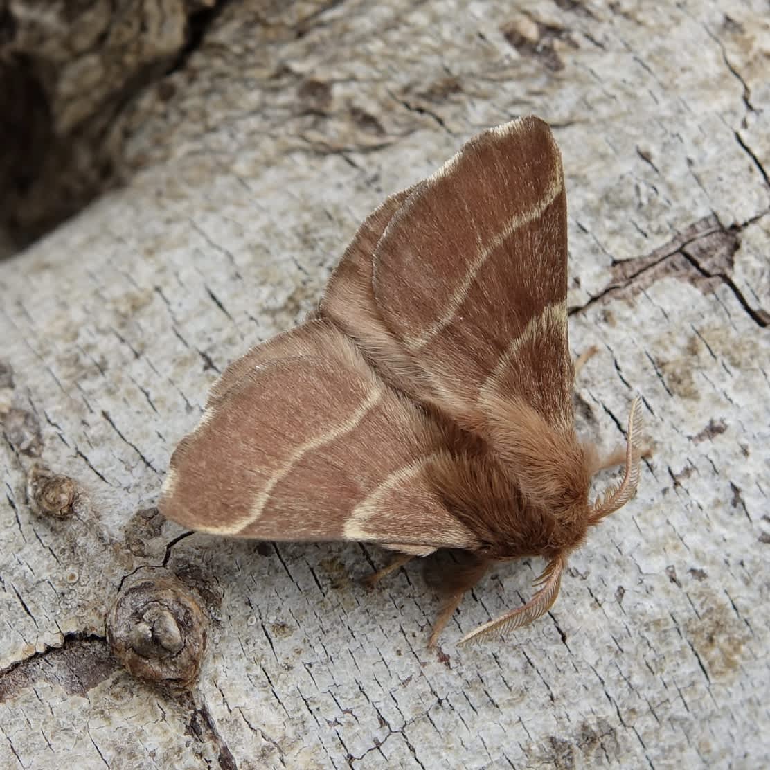 The Lackey (Malacosoma neustria) photographed in Somerset by Sue Davies