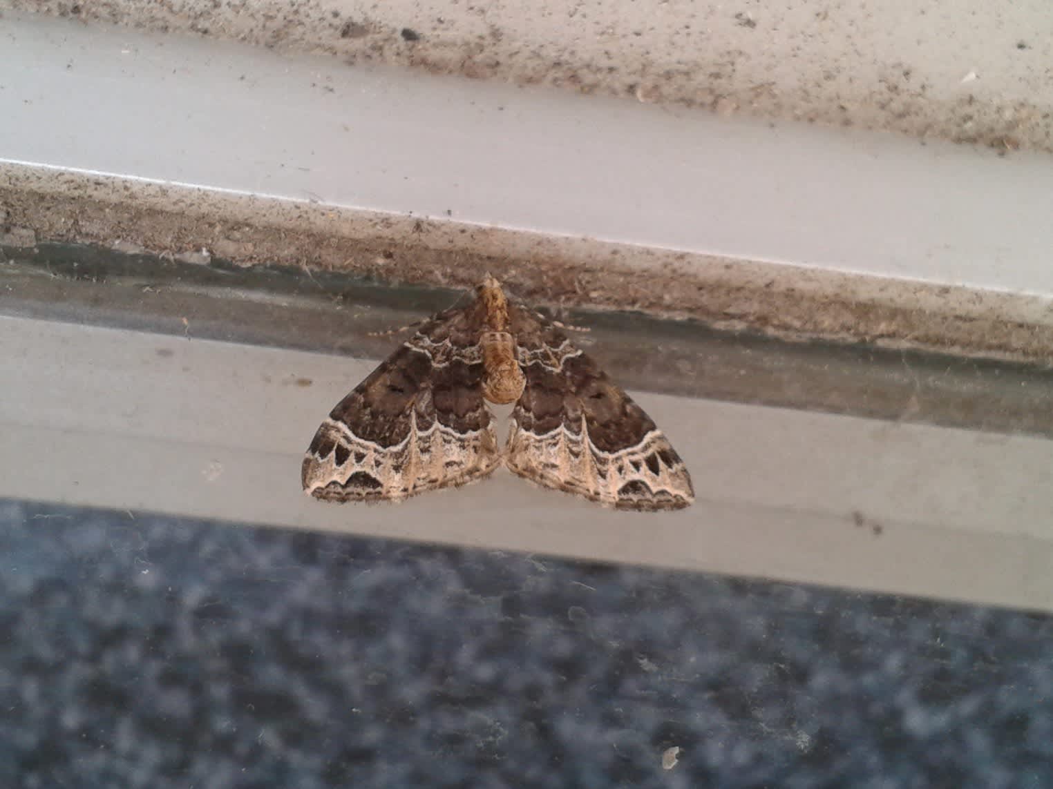 The Phoenix (Eulithis prunata) photographed in Somerset by Christopher Iles