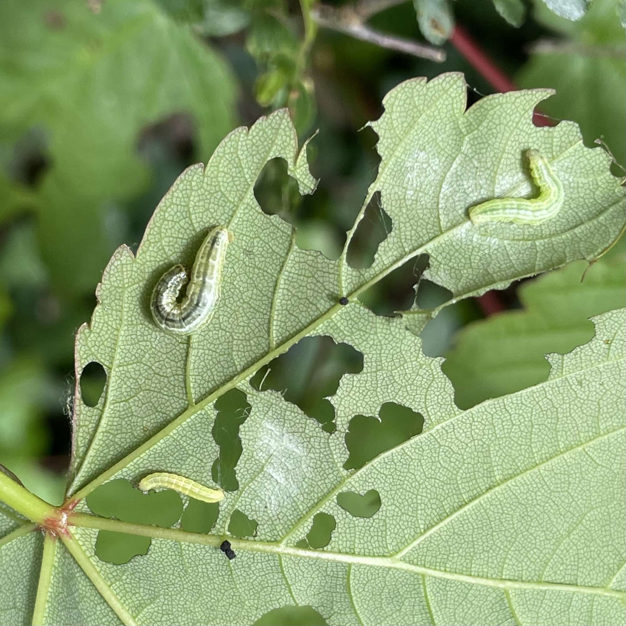 Winter Moth (Operophtera brumata) photographed in Somerset by Sue Davies