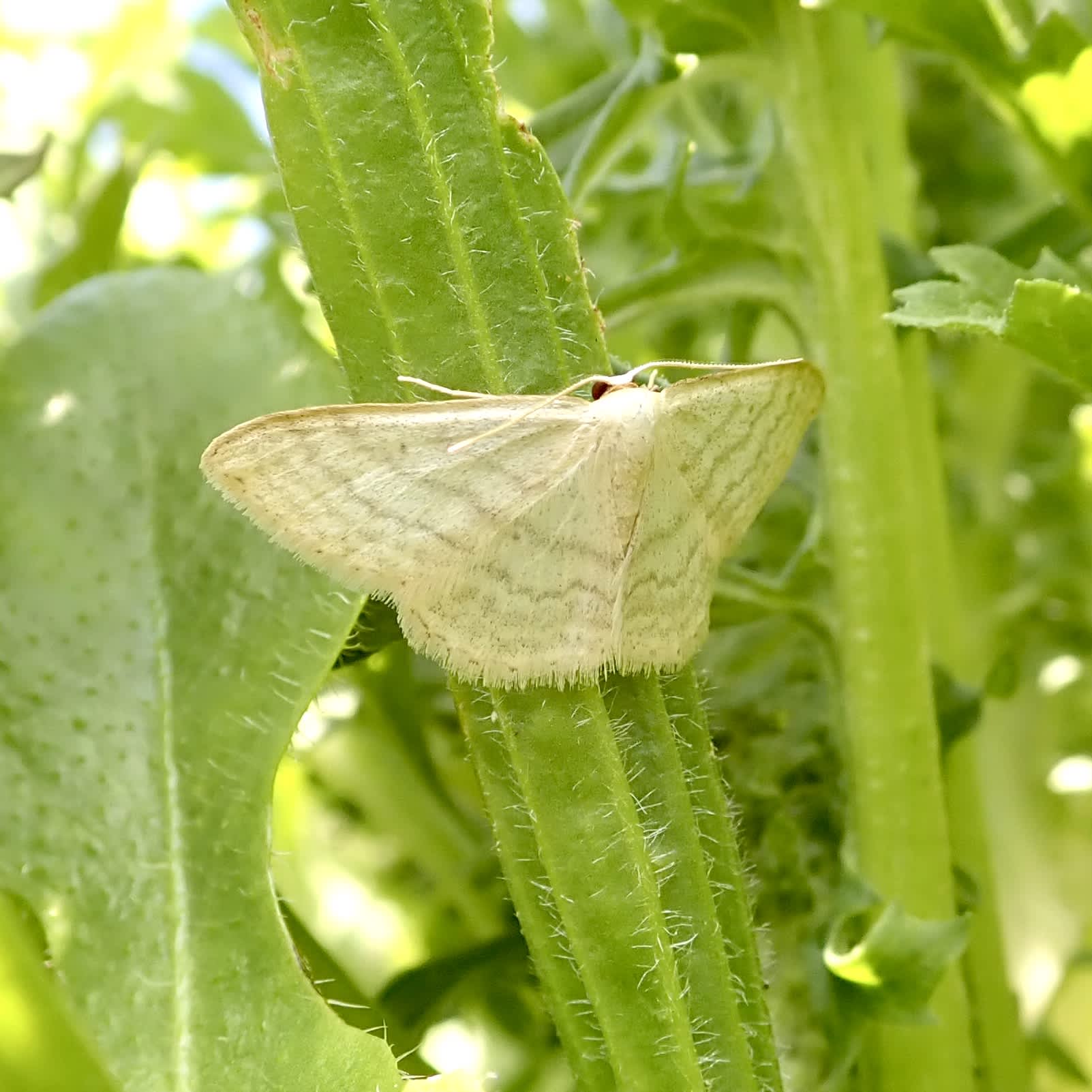 Cream Wave (Scopula floslactata) photographed in Somerset by Sue Davies