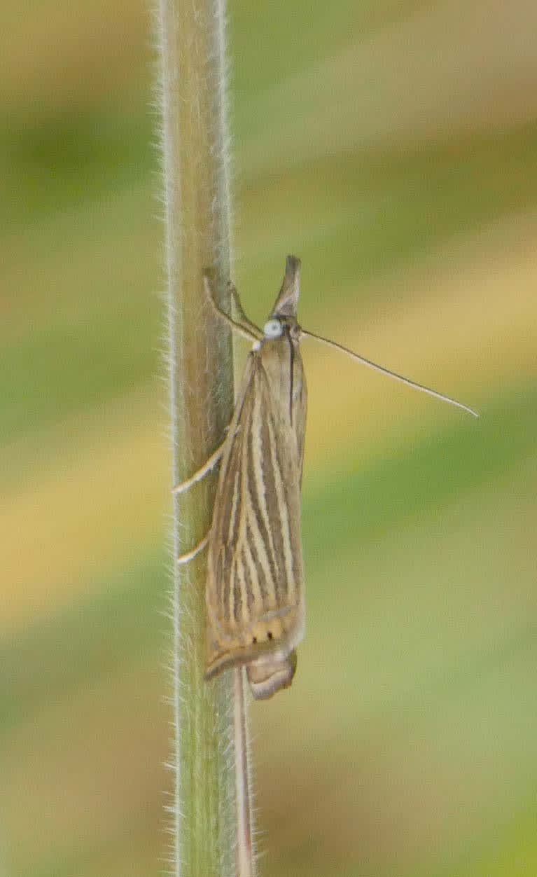 Garden Grass-veneer (Chrysoteuchia culmella) photographed in Somerset by Jenny Vickers