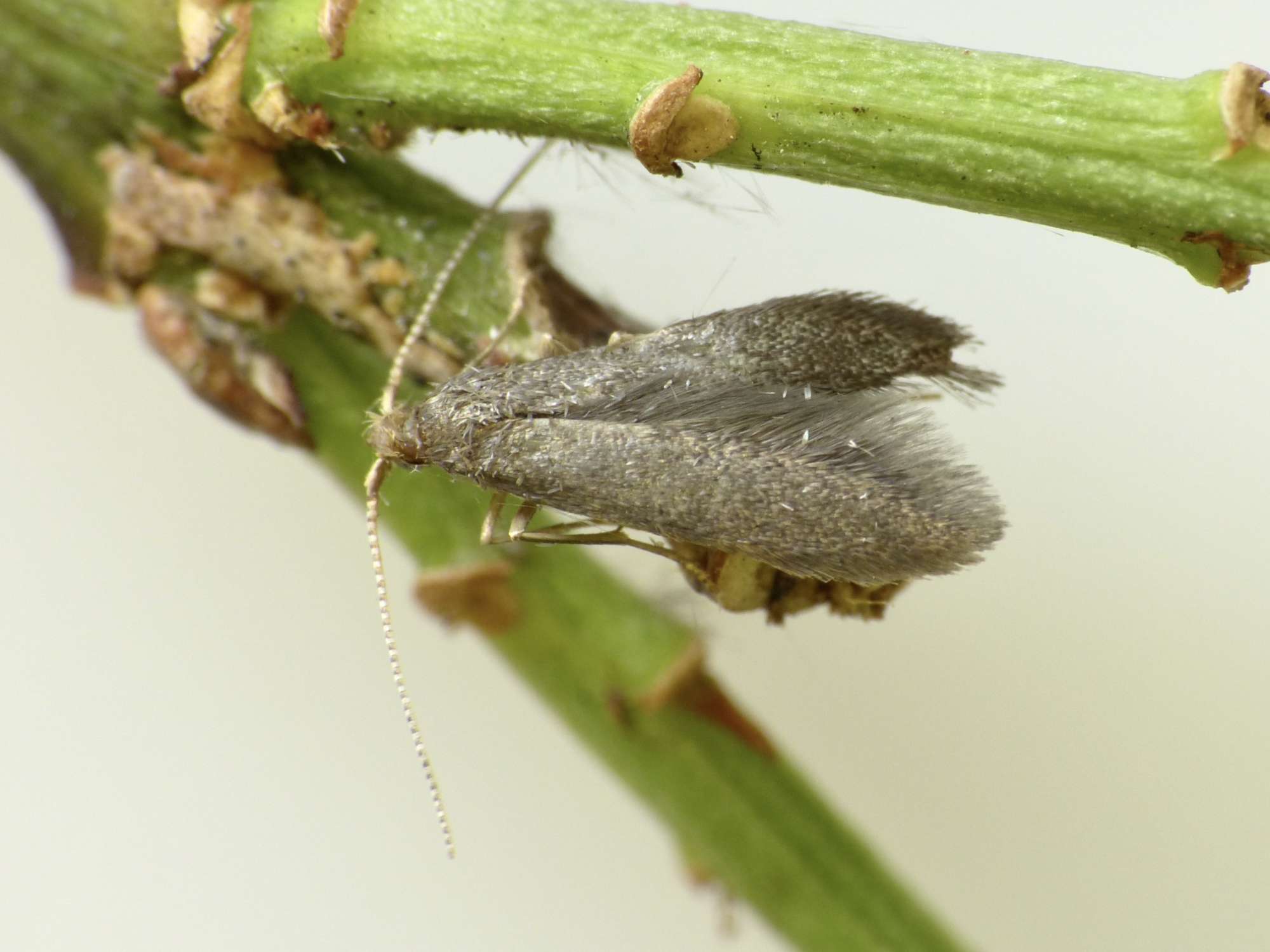 Apple & Plum Case-bearer (Coleophora spinella) photographed in Somerset by Paul Wilkins