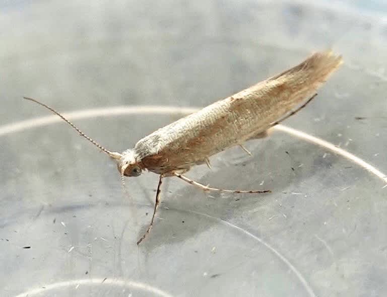 Large Beech Argent (Argyresthia semitestacella) photographed in Somerset by Tim Howard