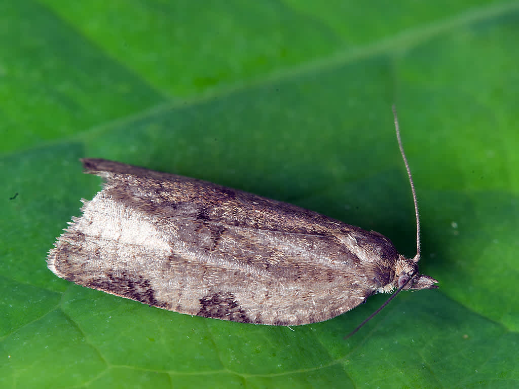 Large Ivy Tortrix (Lozotaenia forsterana) photographed in Somerset by John Bebbington