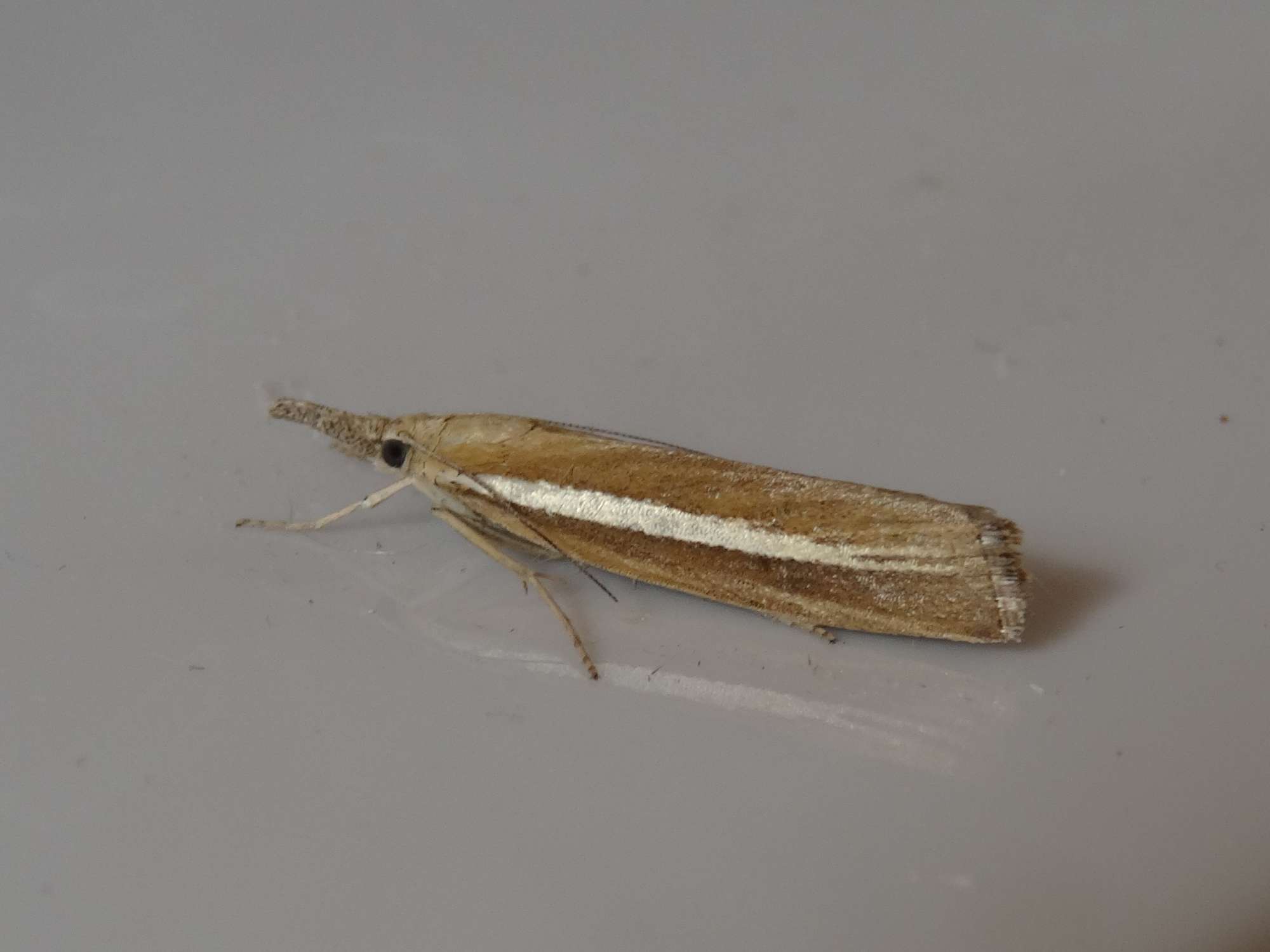 Pale-streak Grass-veneer (Agriphila selasella) photographed in Somerset by Christopher Iles