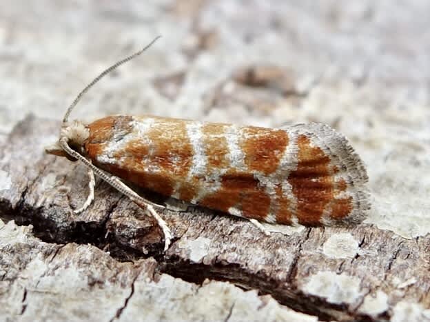 Orange-spotted Shoot (Rhyacionia pinicolana) photographed in Somerset by Sue Davies