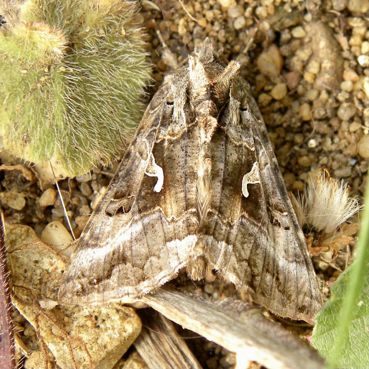 Silver Y (Autographa gamma) photographed in Somerset by Sue Davies