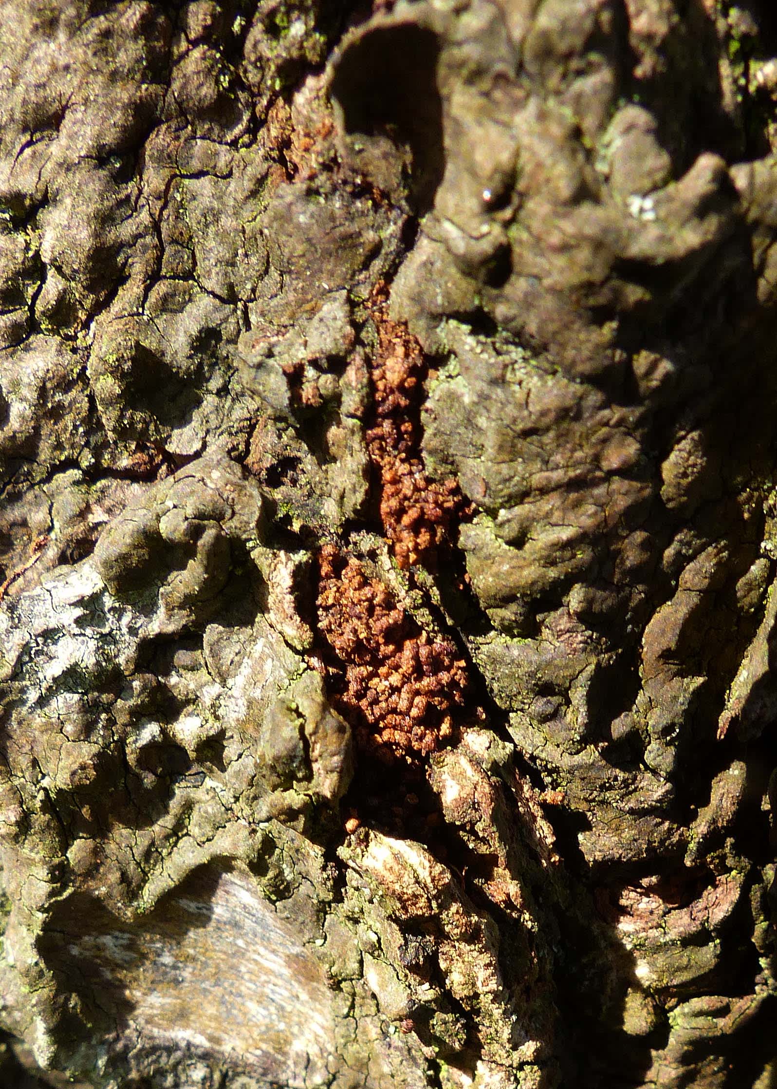 Cherry-bark Moth (Enarmonia formosana) photographed in Somerset by Jenny Vickers