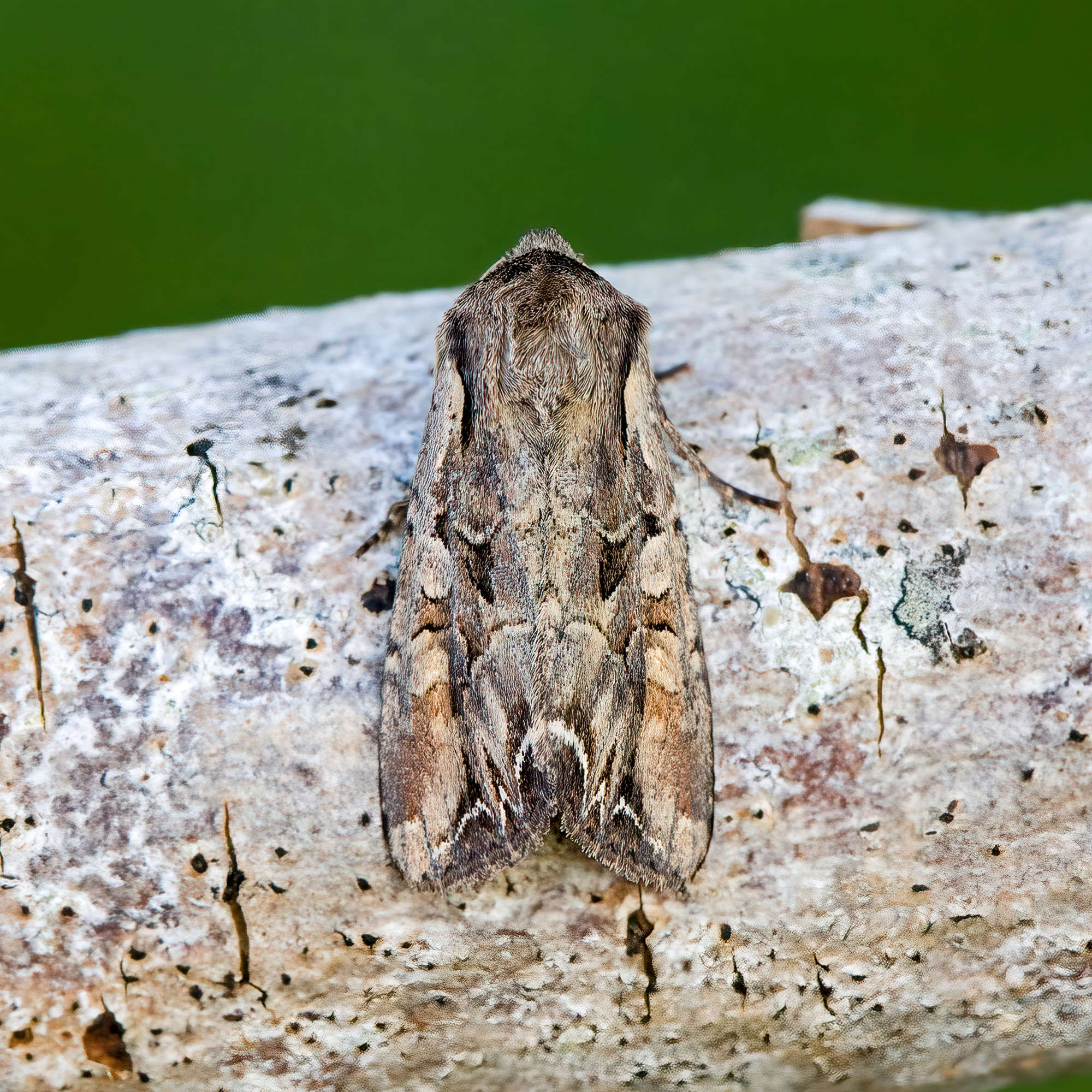 Dog's Tooth (Lacanobia suasa) photographed in Somerset by Nigel Voaden