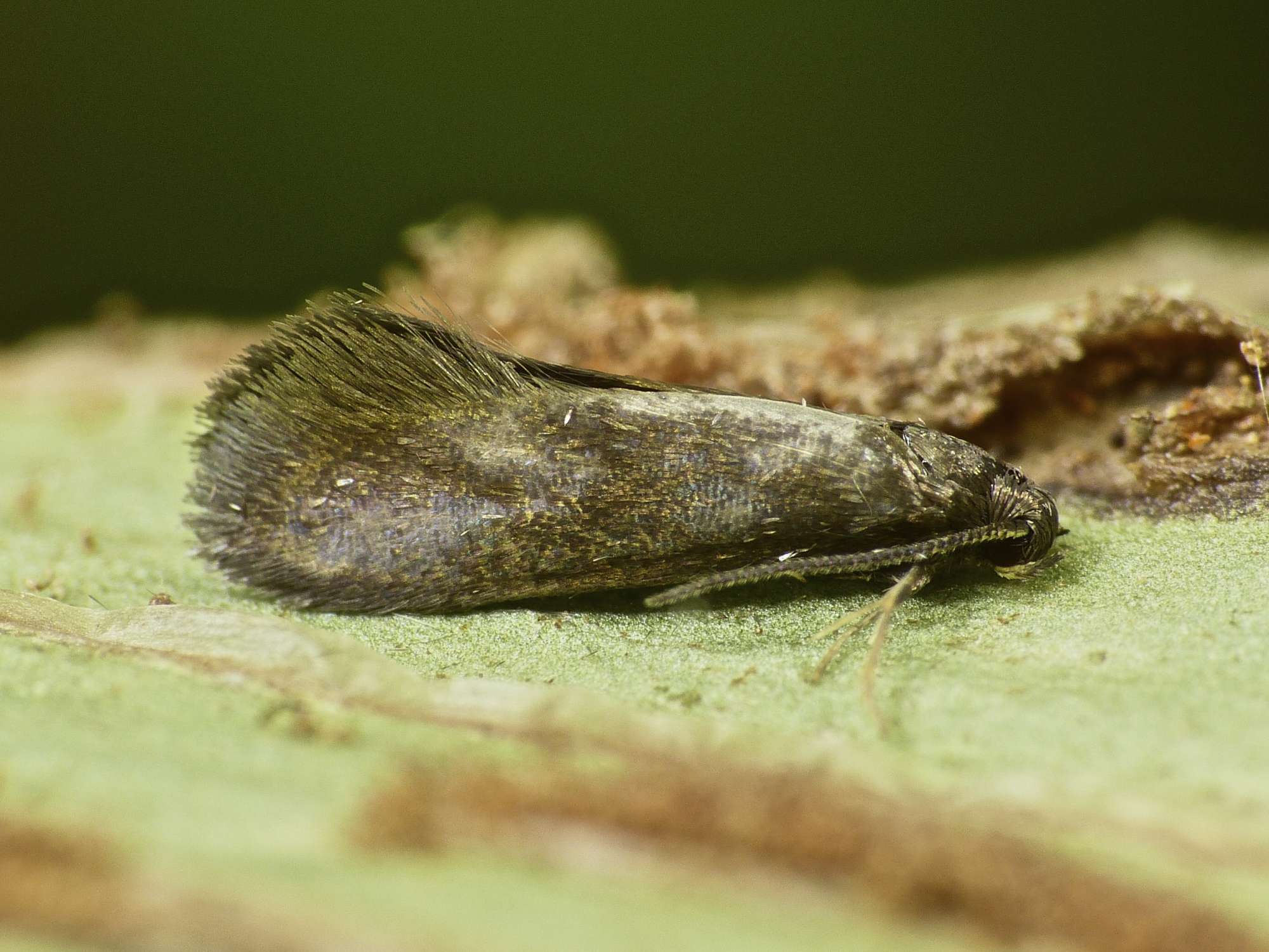 Hart's-tongue Smut (Psychoides verhuella) photographed in Somerset by Paul Wilkins