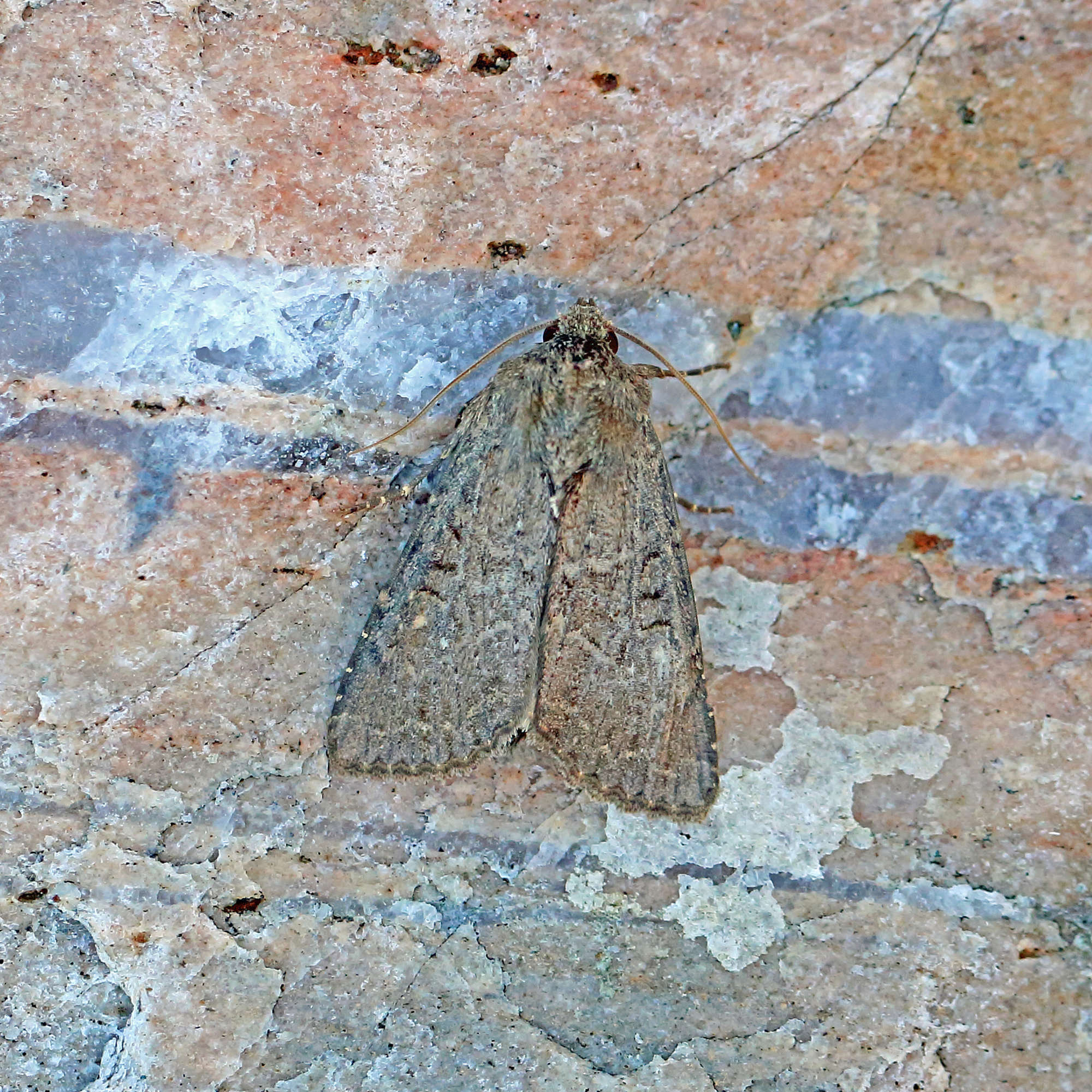 Crescent Striped (Apamea oblonga) photographed in Somerset by Nigel Voaden