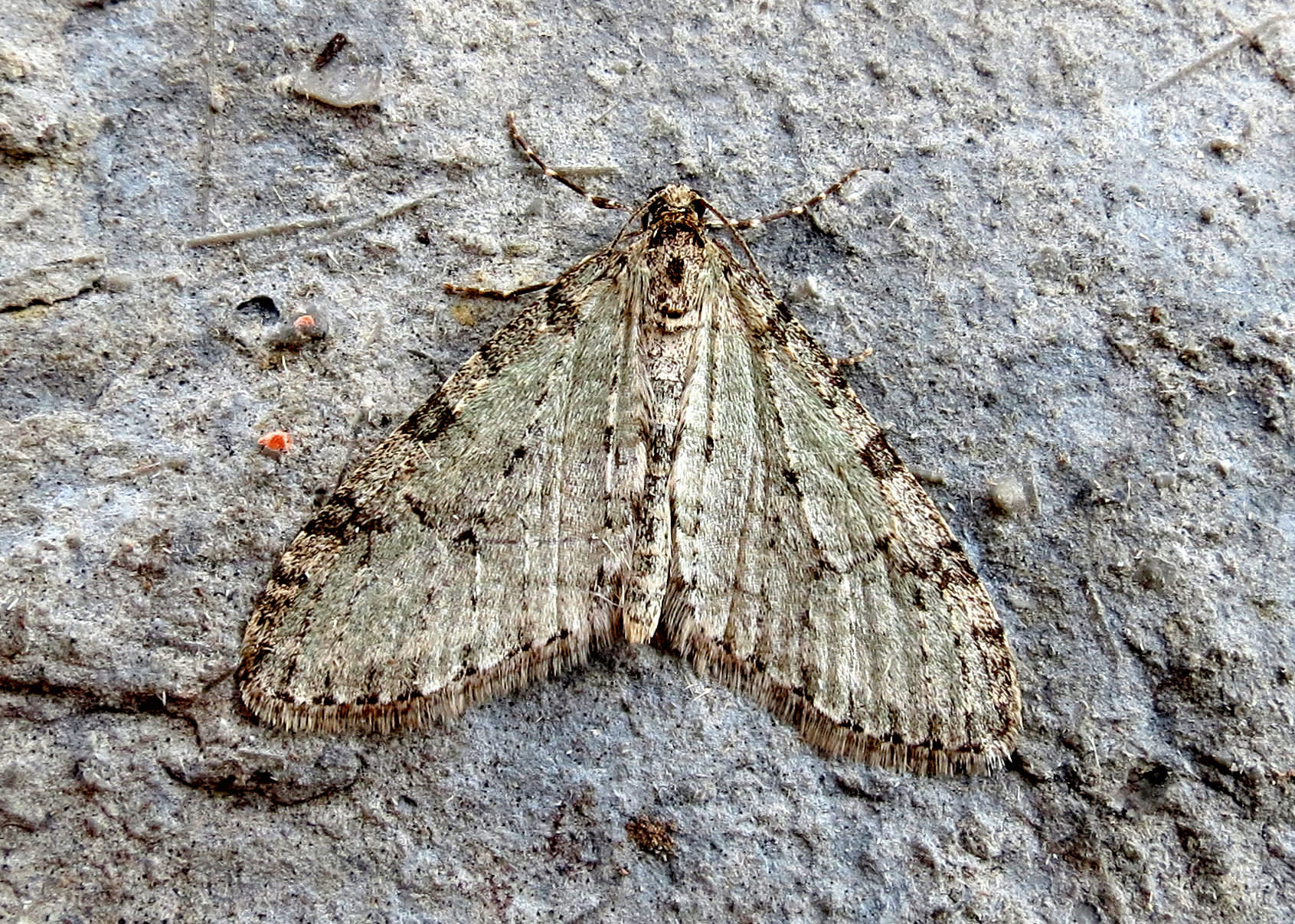 Early Tooth-striped (Trichopteryx carpinata) photographed in Somerset by Steve Chapple