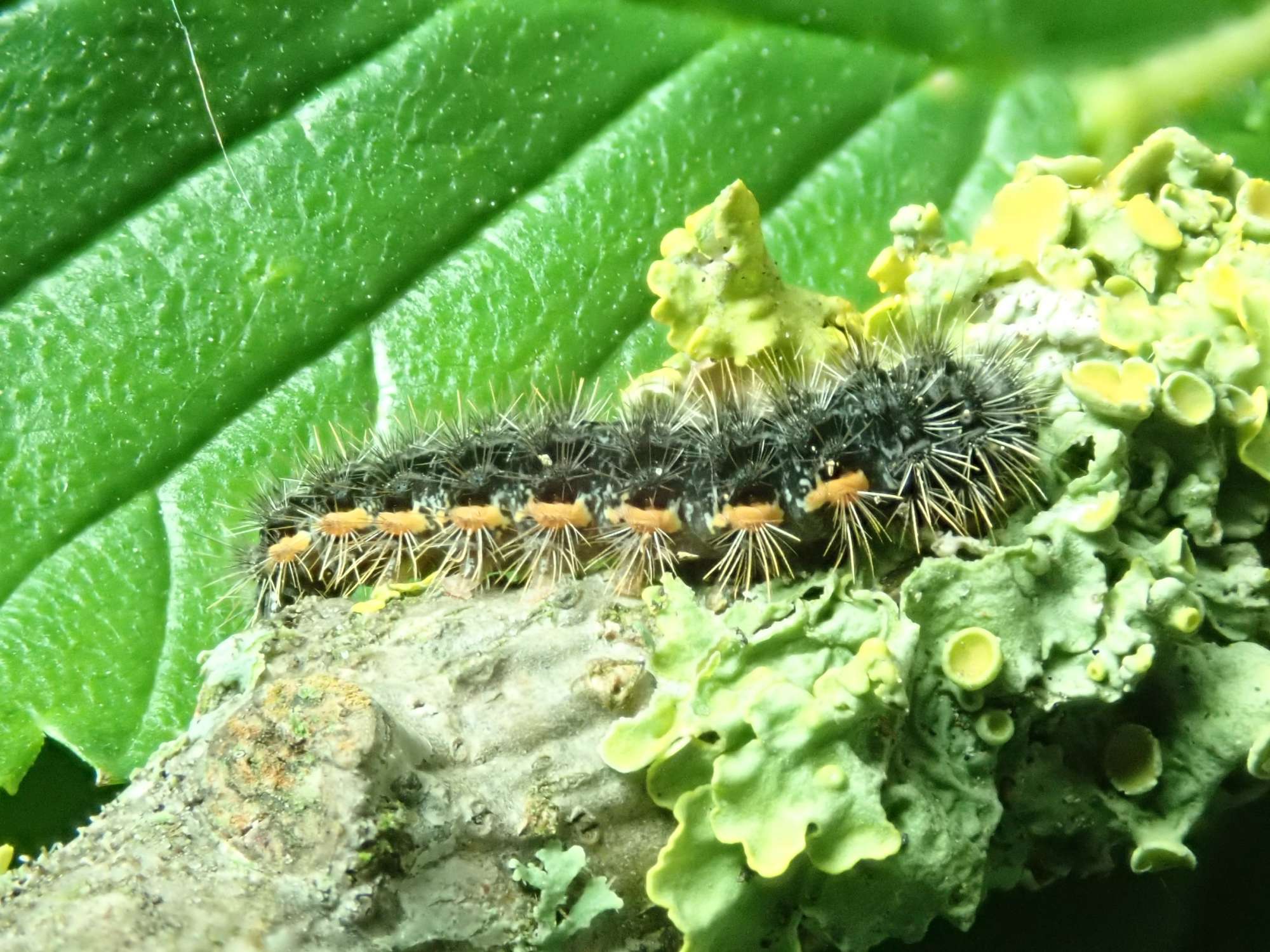 Common Footman (Eilema lurideola) photographed in Somerset by Christopher Iles