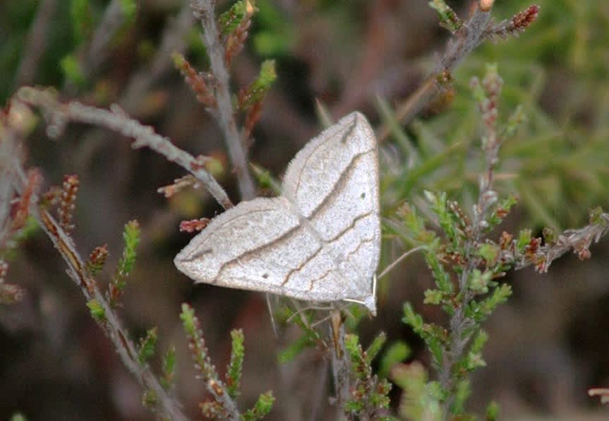 July Belle (Scotopteryx luridata) photographed in Somerset by John Connolly