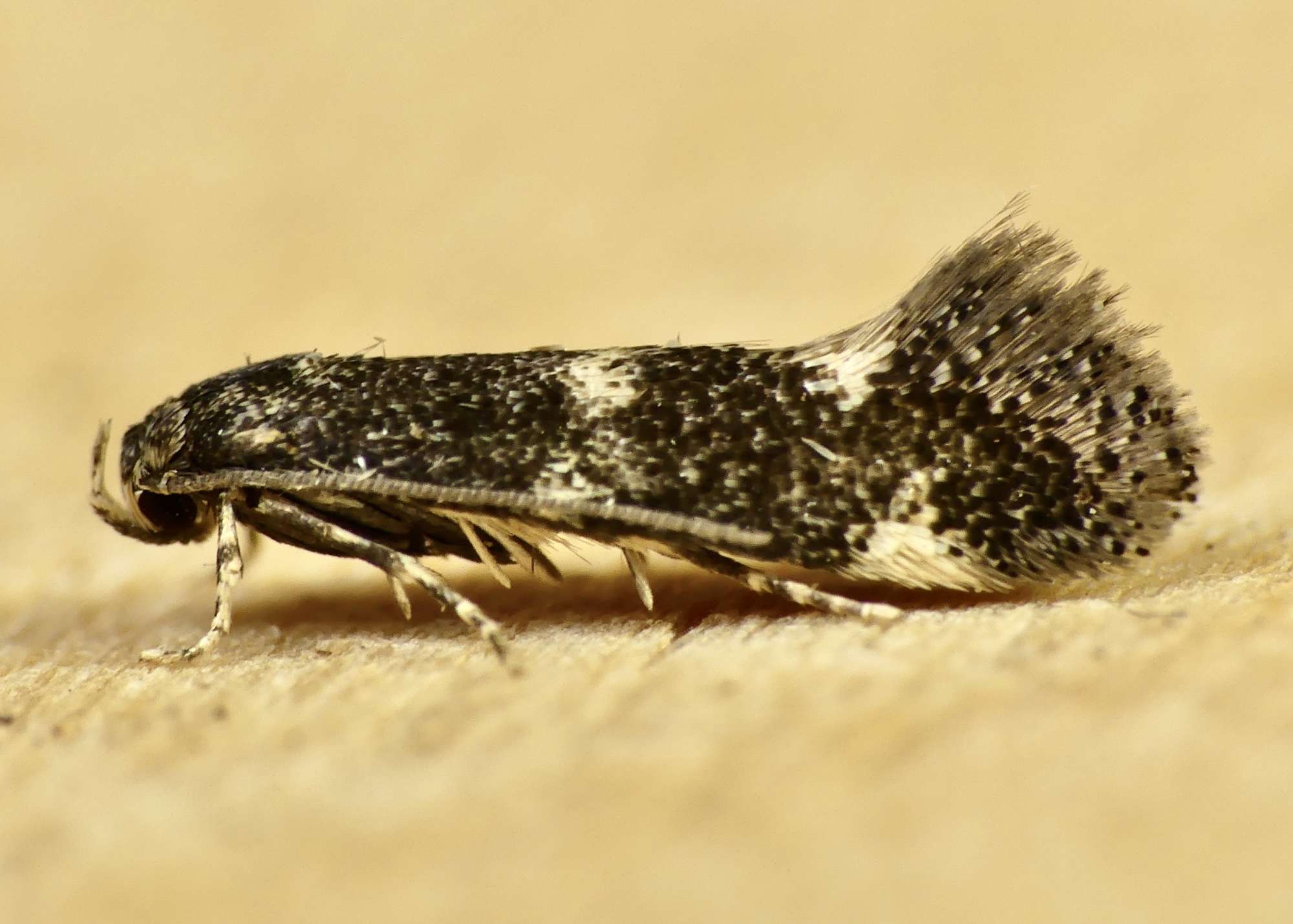 Black-headed Dwarf (Elachista atricomella) photographed in Somerset by Paul Wilkins