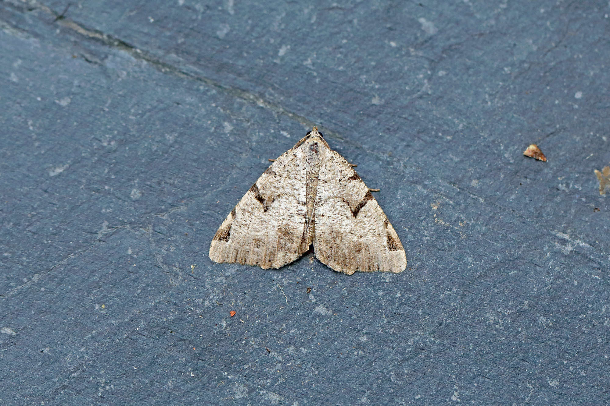The V-Moth (Macaria wauaria) photographed in Somerset by Nigel Voaden