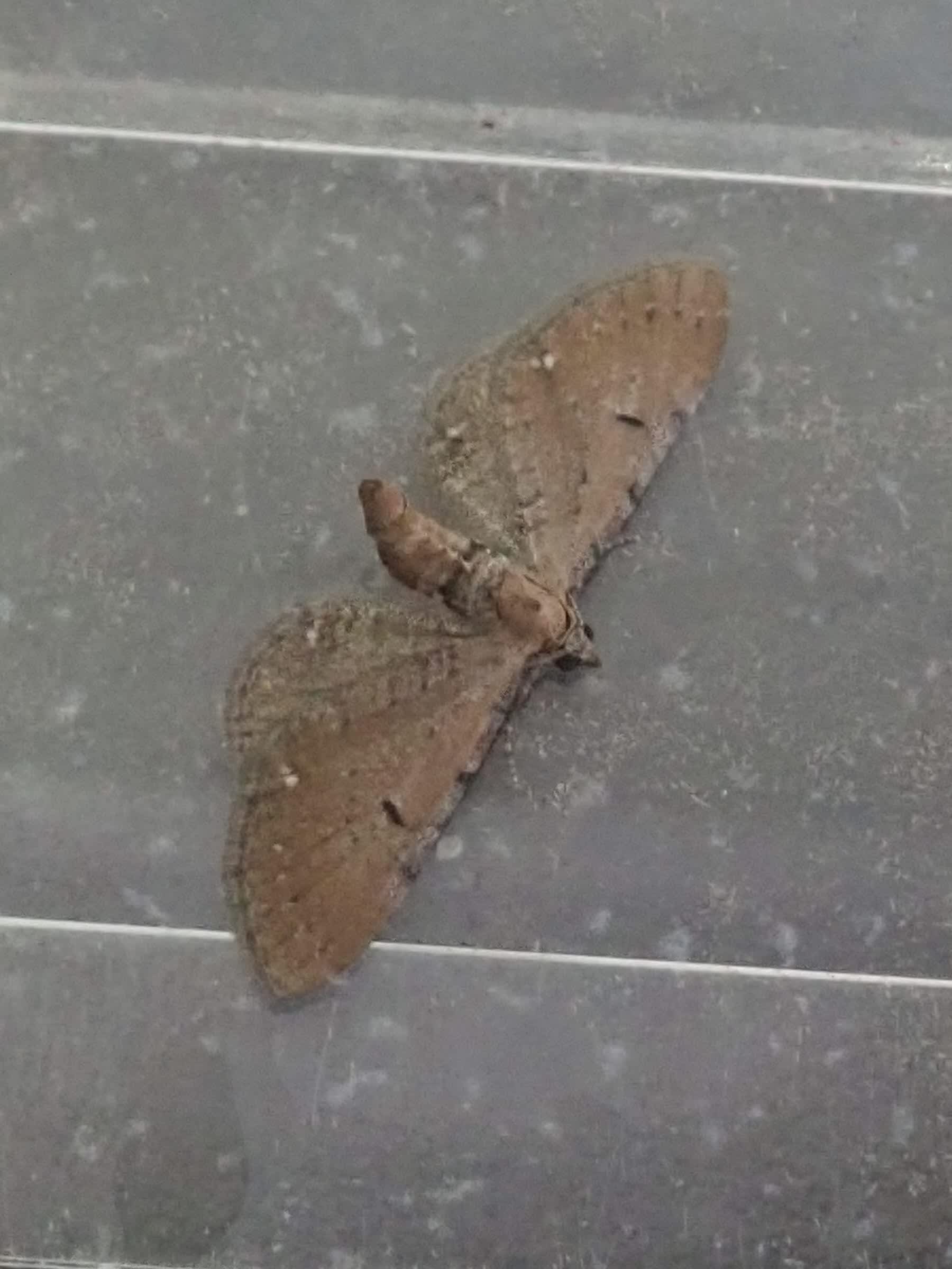 Wormwood Pug (Eupithecia absinthiata) photographed in Somerset by Christopher Iles