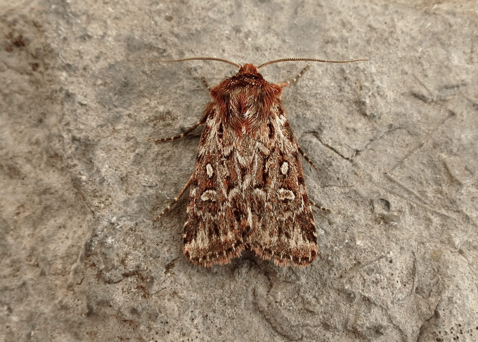 True Lover's Knot (Lycophotia porphyrea) photographed in Somerset by Steve Chapple