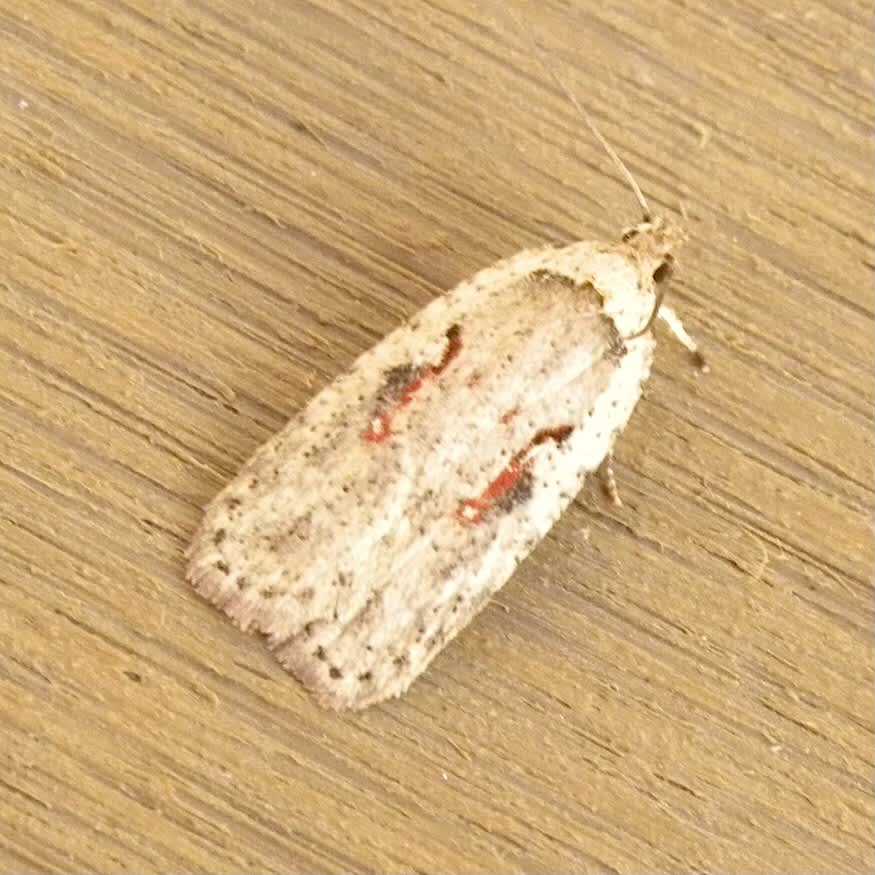 Red-letter Flat-body (Agonopterix ocellana) photographed in Somerset by Sue Davies