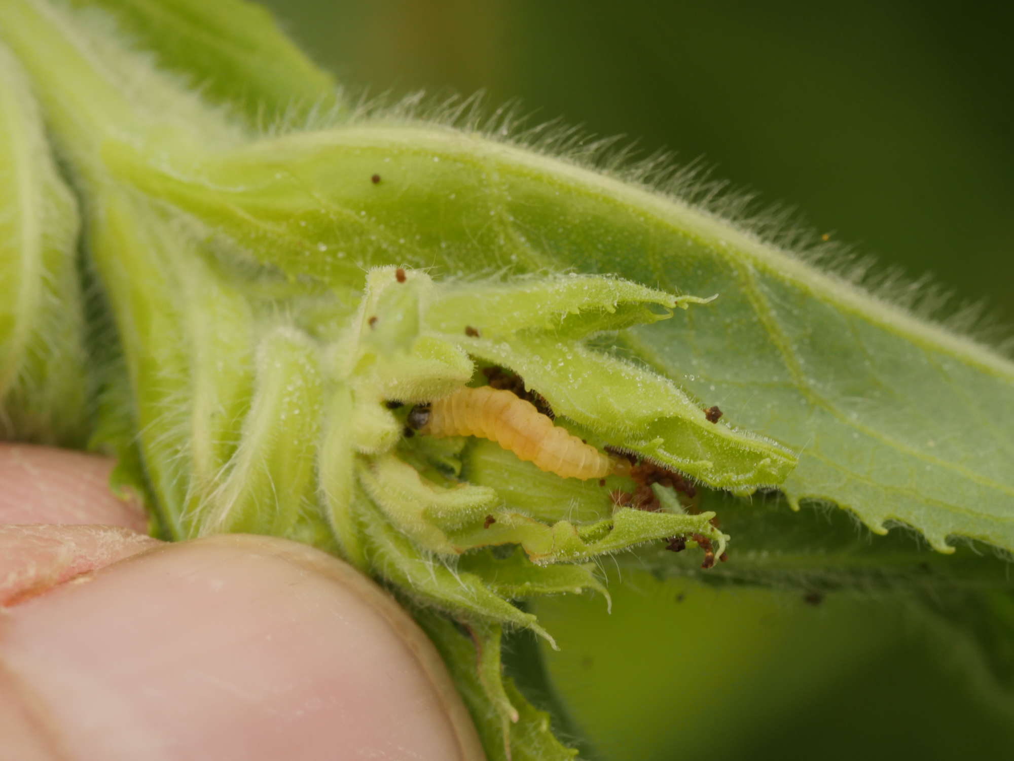 Common Mompha (Mompha epilobiella) photographed in Somerset by Jenny Vickers