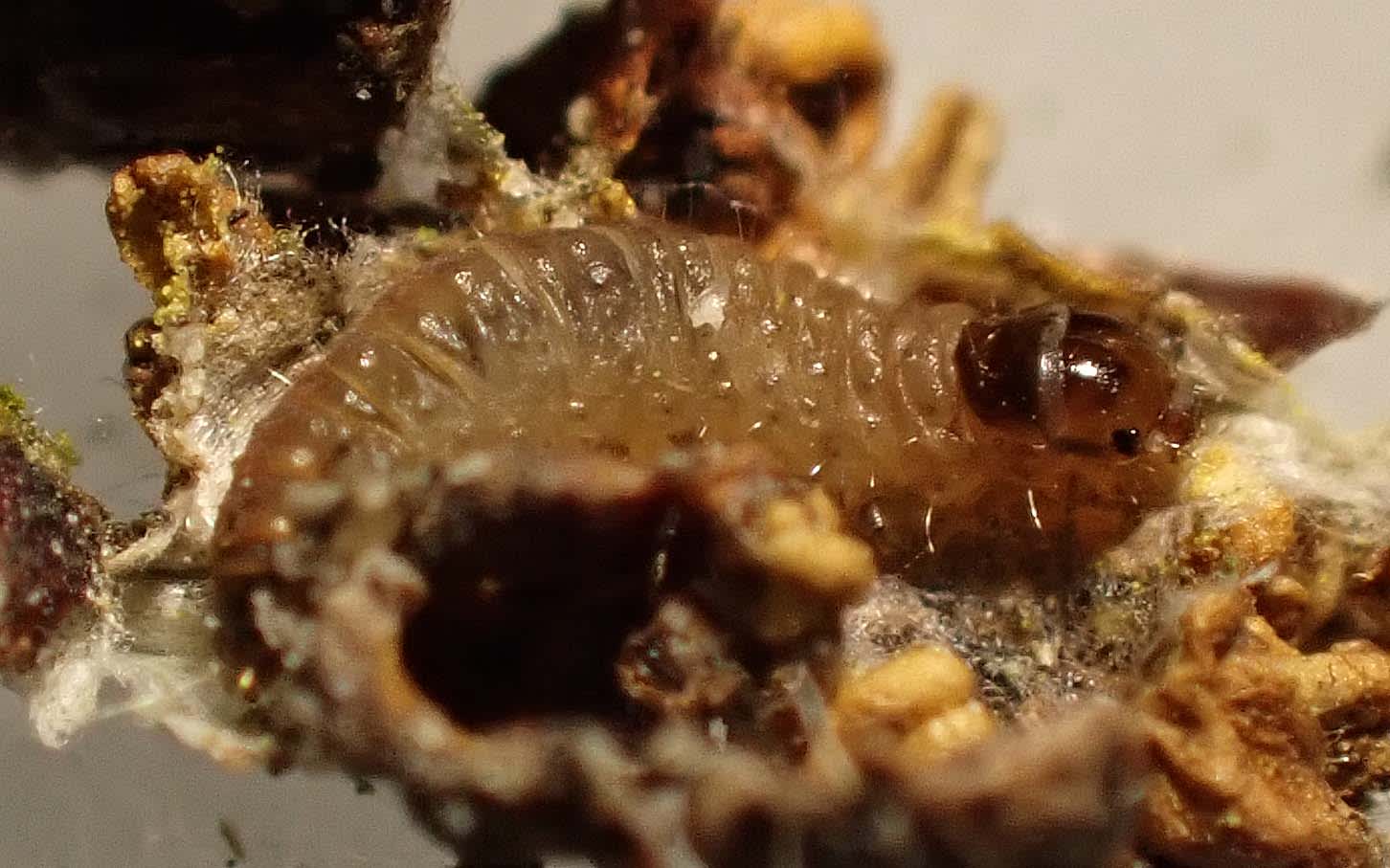 Small Birch Bell (Epinotia ramella) photographed in Somerset by Jenny Vickers
