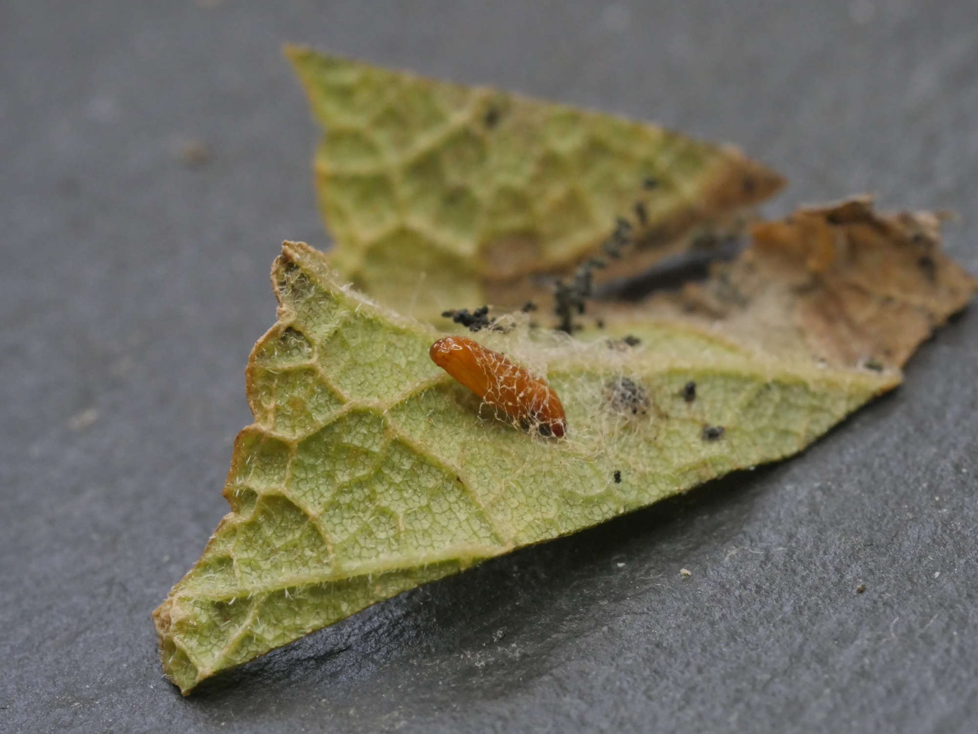 Garden Lance-wing (Epermenia chaerophyllella) photographed in Somerset by Jenny Vickers