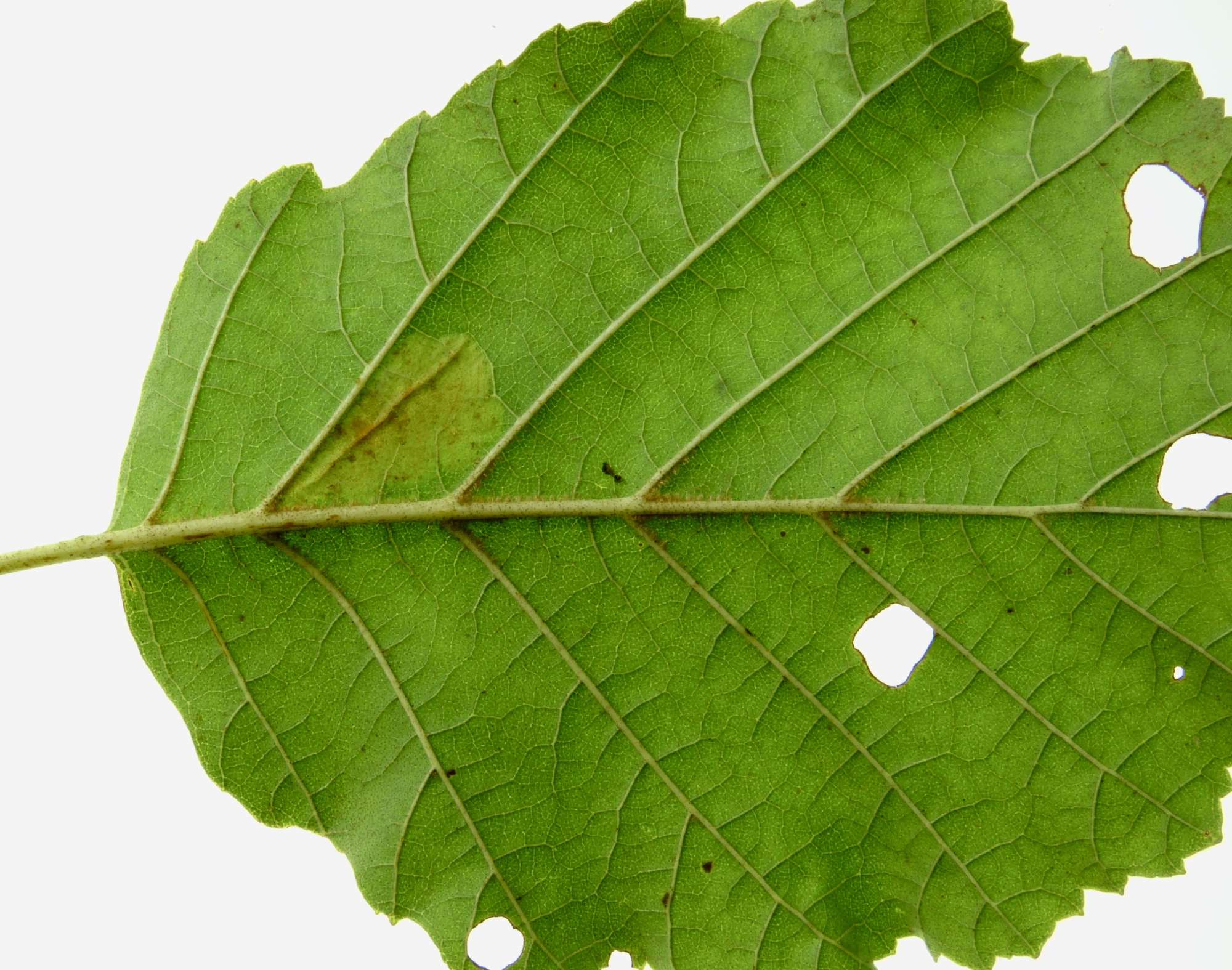 Dark Alder Midget (Phyllonorycter klemannella) photographed in Somerset by Paul Wilkins