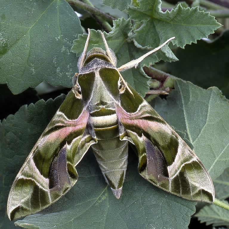 Oleander Hawk-moth (Daphnis nerii) photographed in Somerset by John Bebbington