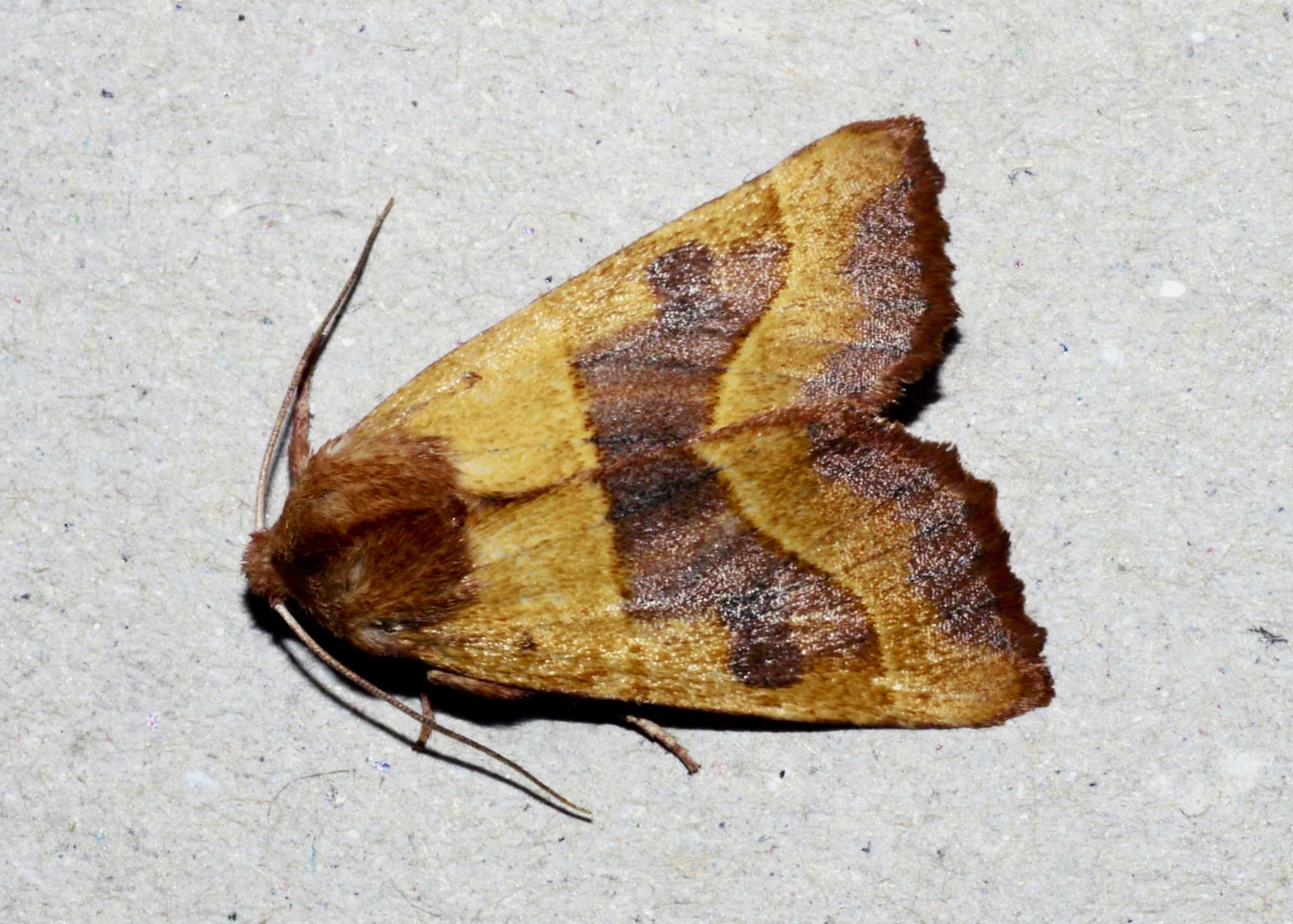 Centre-barred Sallow (Atethmia centrago) photographed in Somerset by John Connolly
