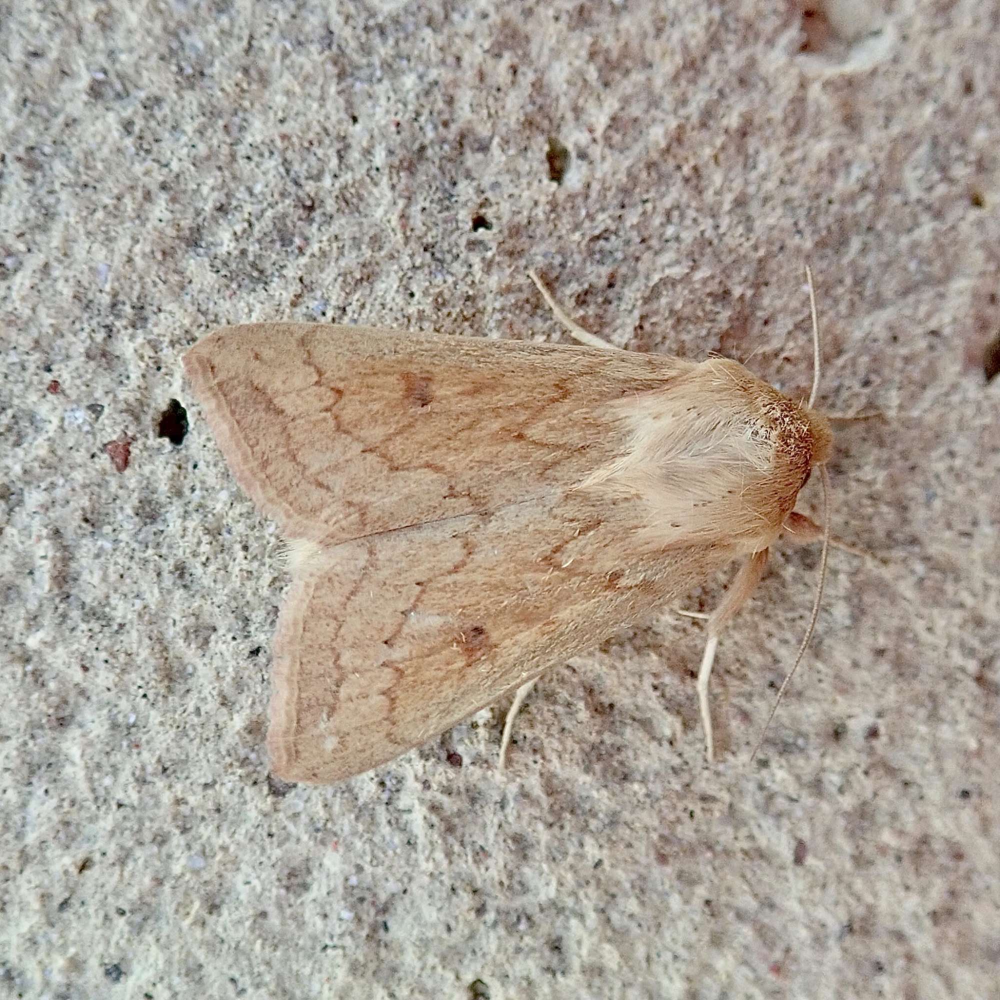 The Delicate (Mythimna vitellina) photographed in Somerset by Sue Davies