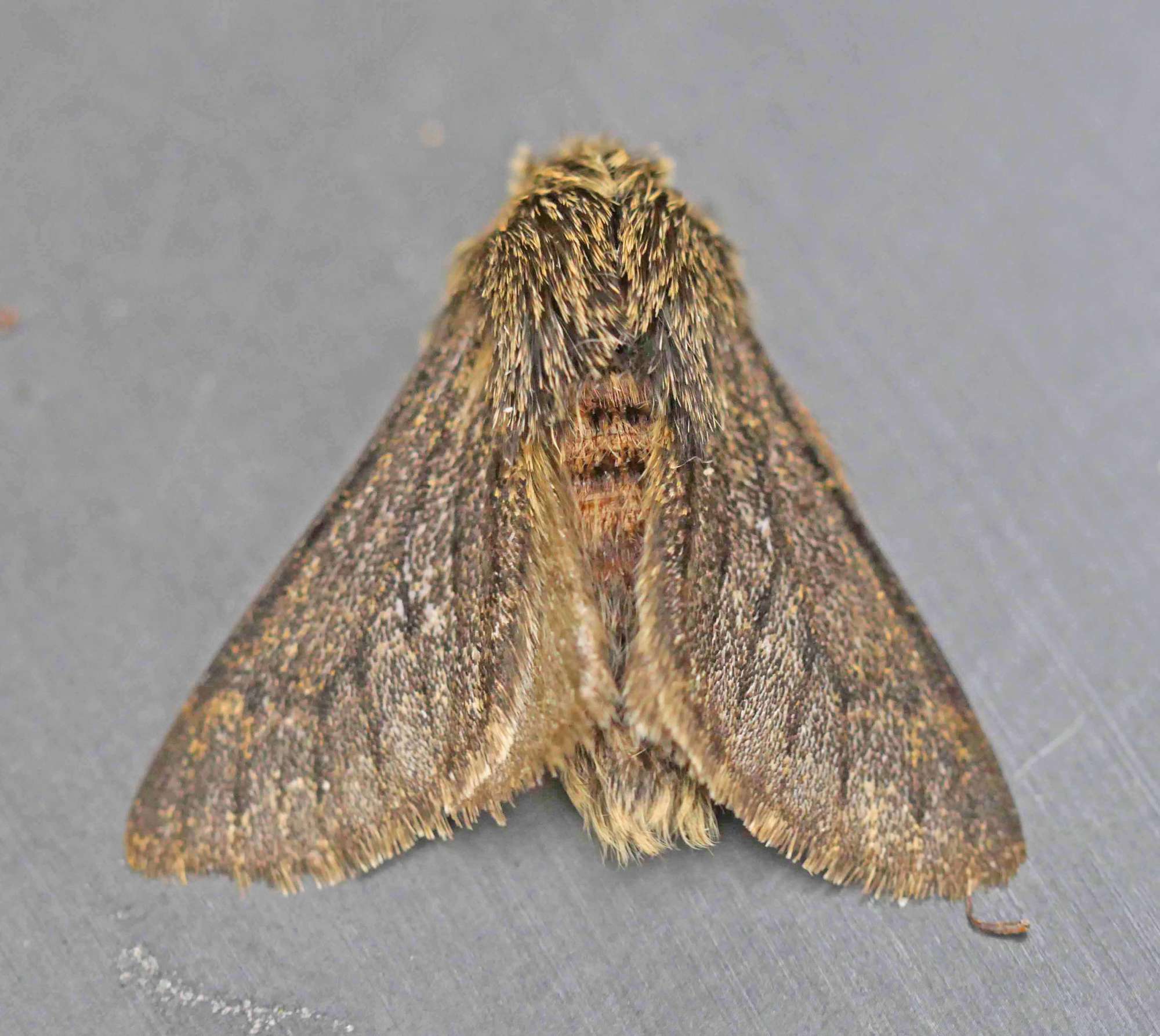 Small Brindled Beauty (Apocheima hispidaria) photographed in Somerset by Jenny Vickers