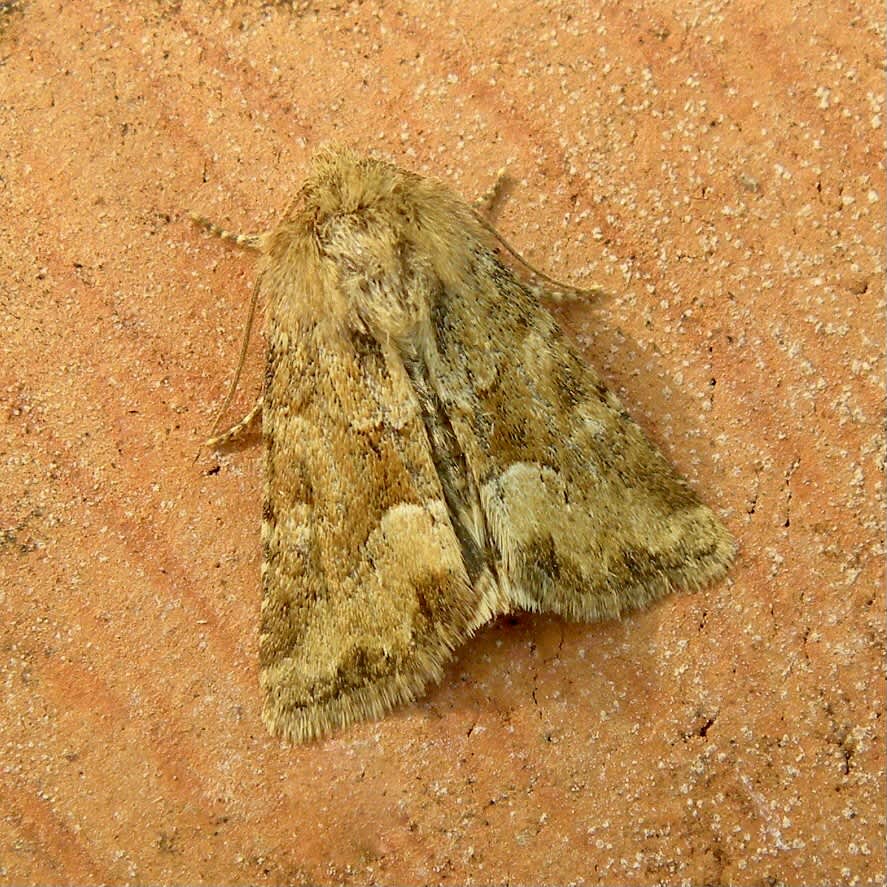 Middle-barred Minor (Oligia fasciuncula) photographed in Somerset by Sue Davies