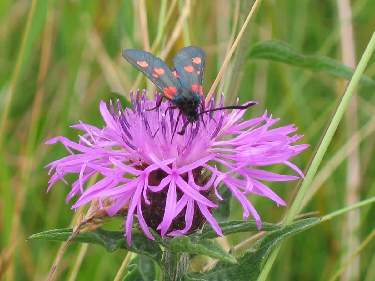 Narrow-bordered Five-spot Burnet (Zygaena lonicerae) photographed in Somerset by Christopher Iles