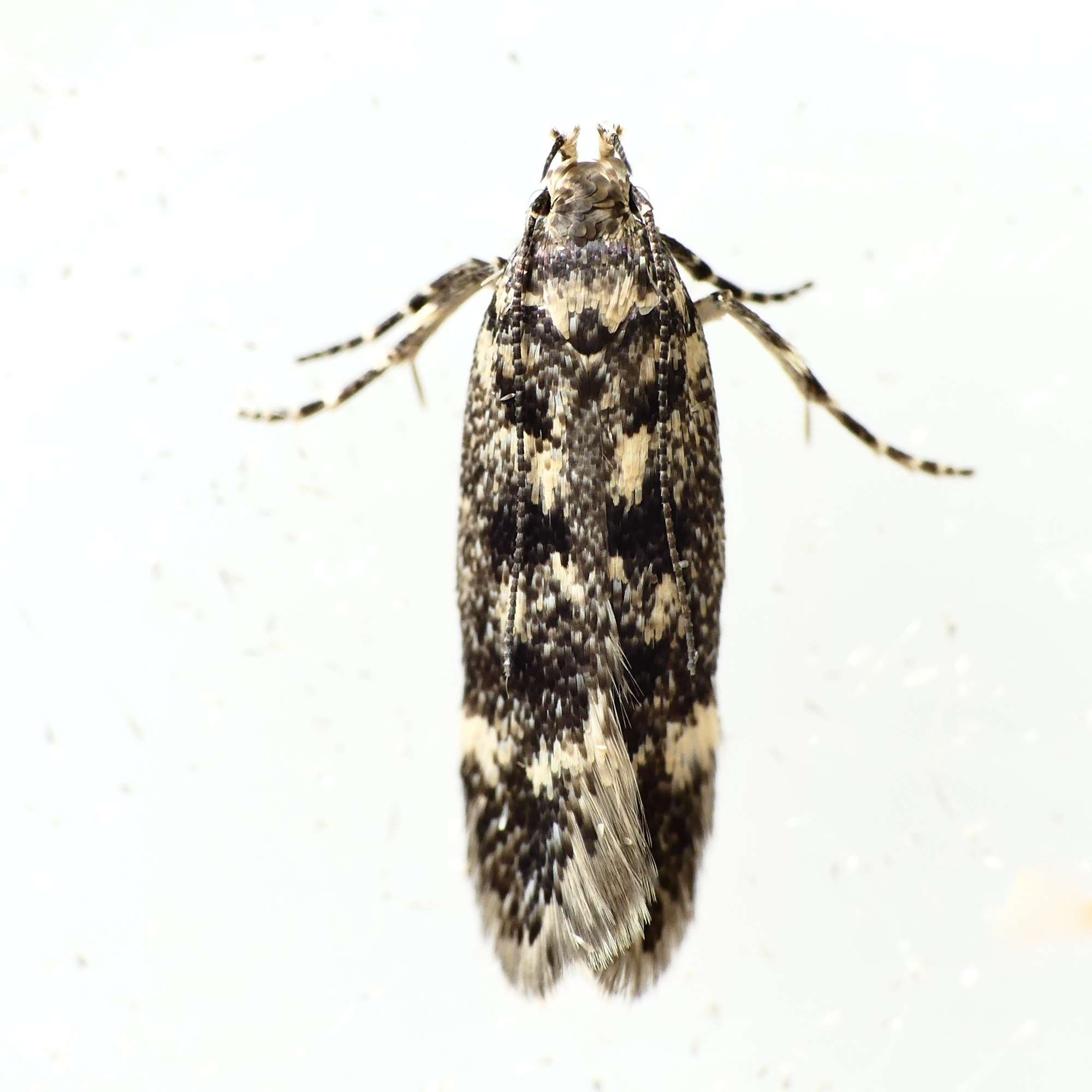 Thatch Neb (Bryotropha basaltinella) photographed in Somerset by Paul Wilkins