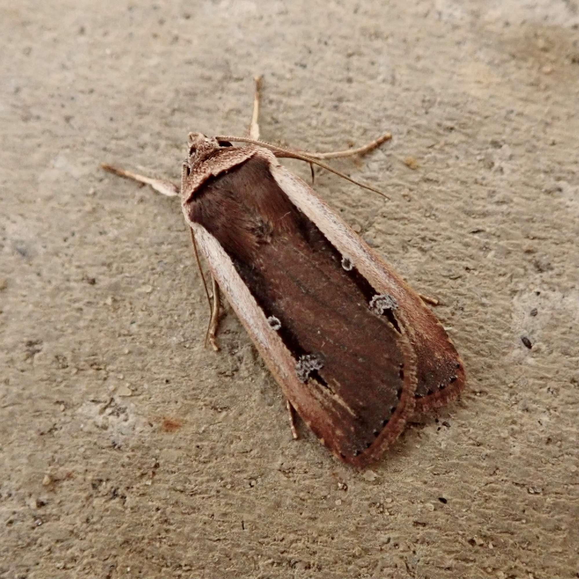 Radford's Flame Shoulder (Ochropleura leucogaster) photographed in Somerset by Sue Davies