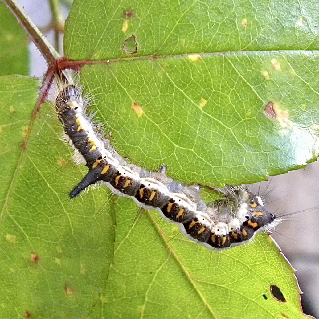 Grey Dagger (Acronicta psi) photographed in Somerset by Sue Davies