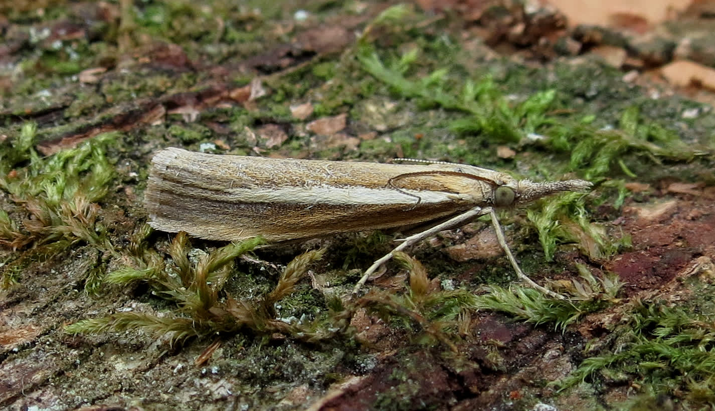 Pale-streak Grass-veneer (Agriphila selasella) photographed in Somerset by Steve Chapple