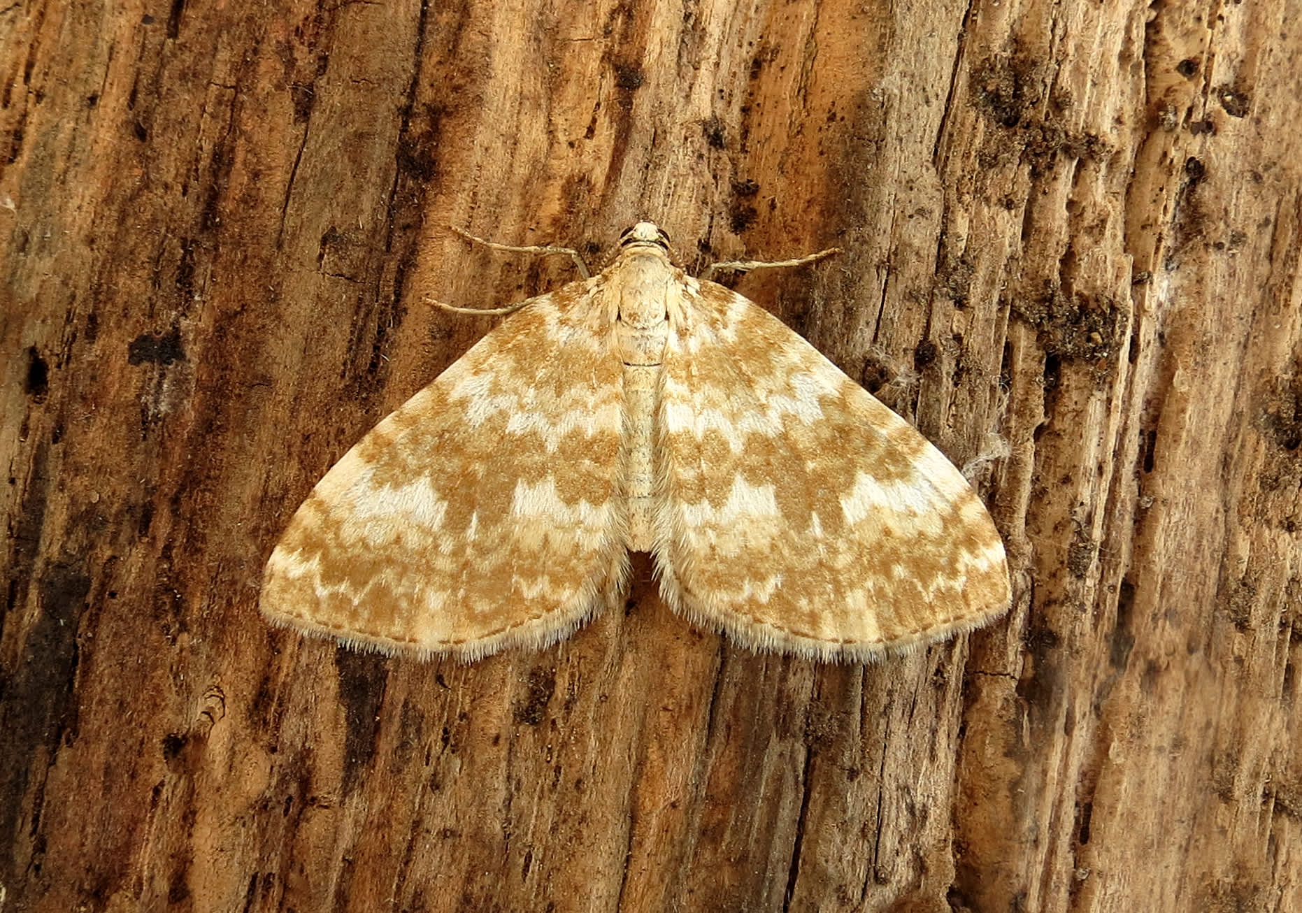 Sandy Carpet Somerset Moths