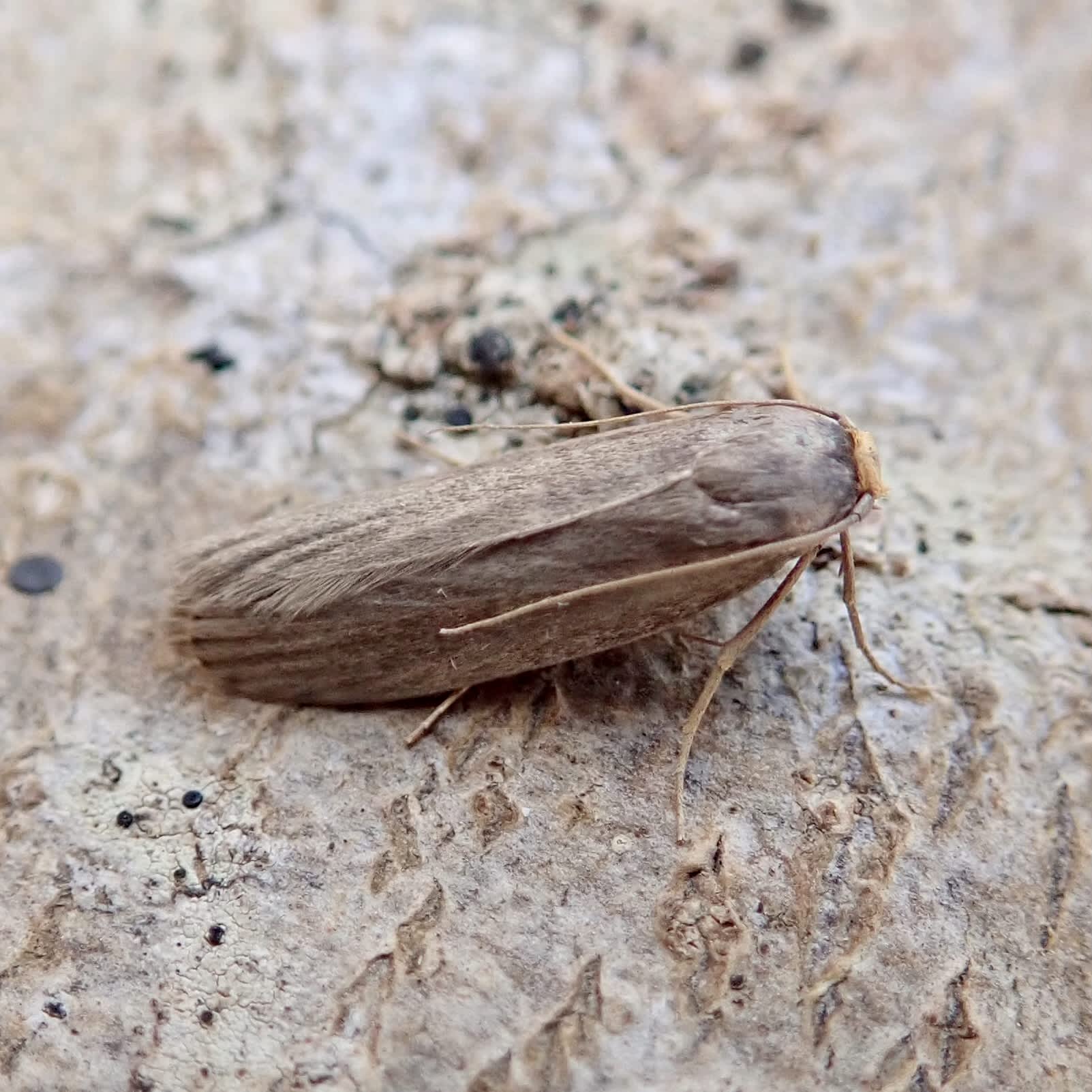 Lesser Wax Moth (Achroia grisella) photographed in Somerset by Sue Davies