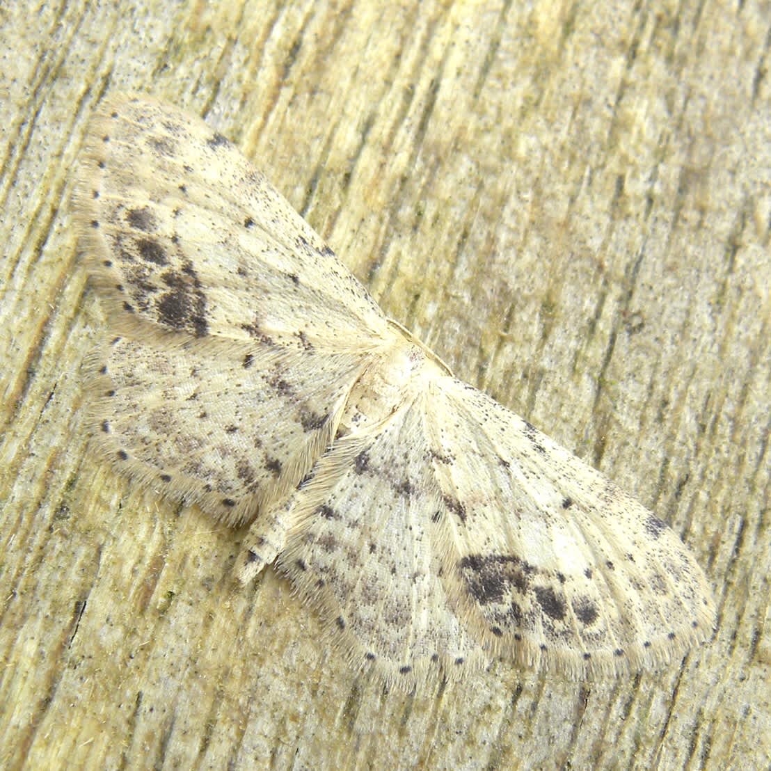 Single-dotted Wave (Idaea dimidiata) photographed in Somerset by Sue Davies