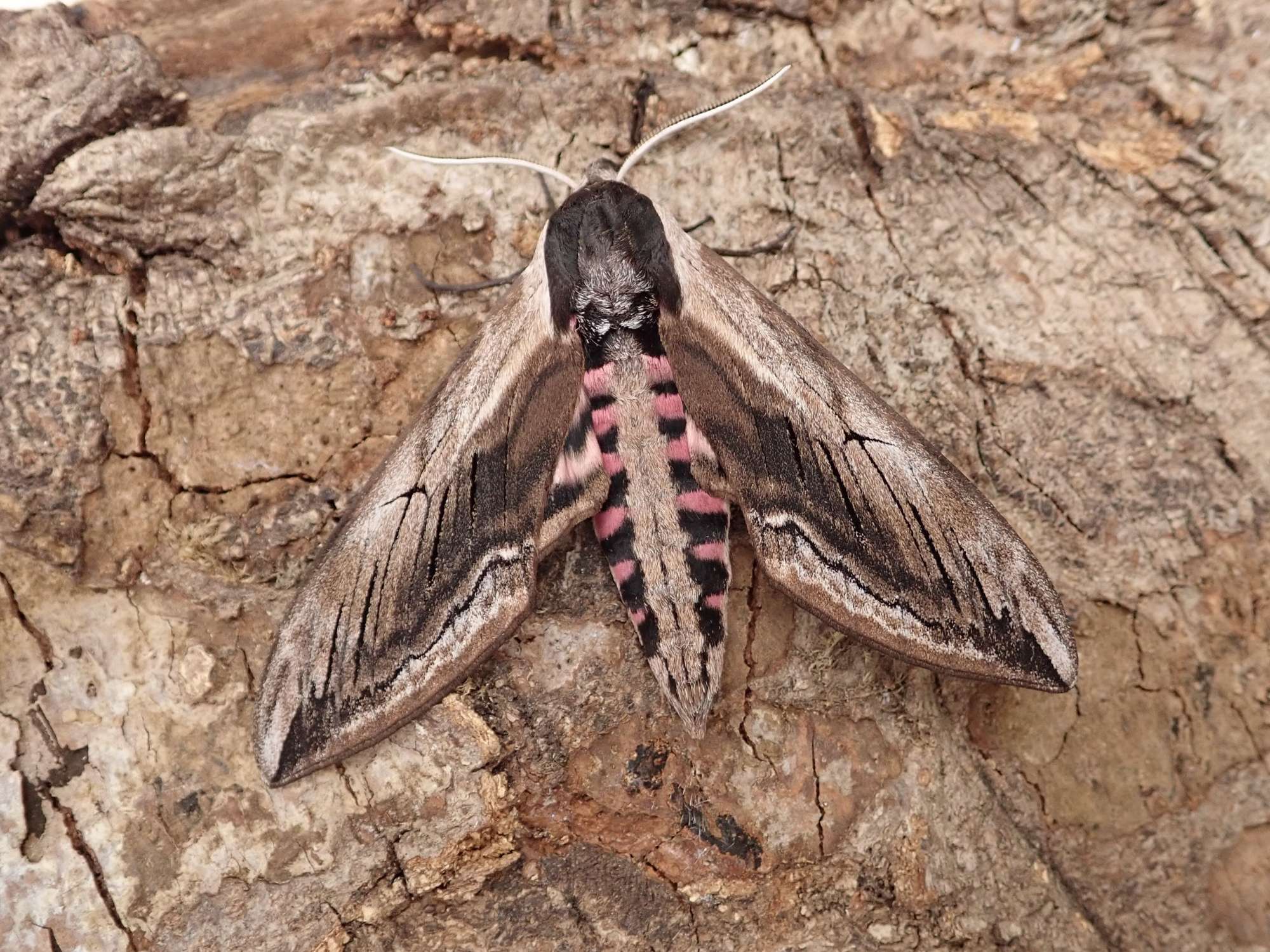 Privet Hawk-moth (Sphinx ligustri) photographed in Somerset by Sue Davies